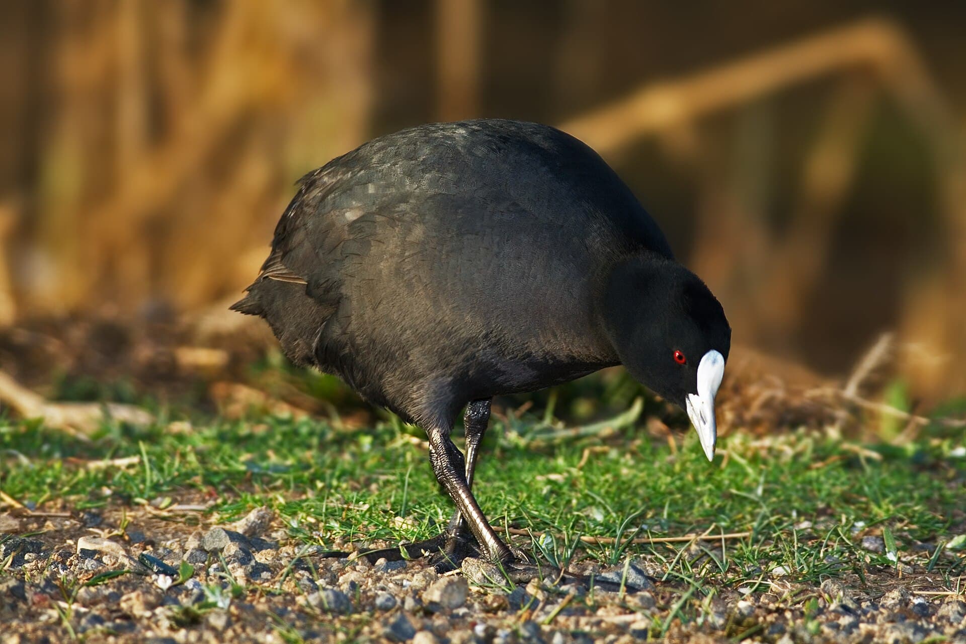Meerkoet (Fulica atra) - Eurasian Coot