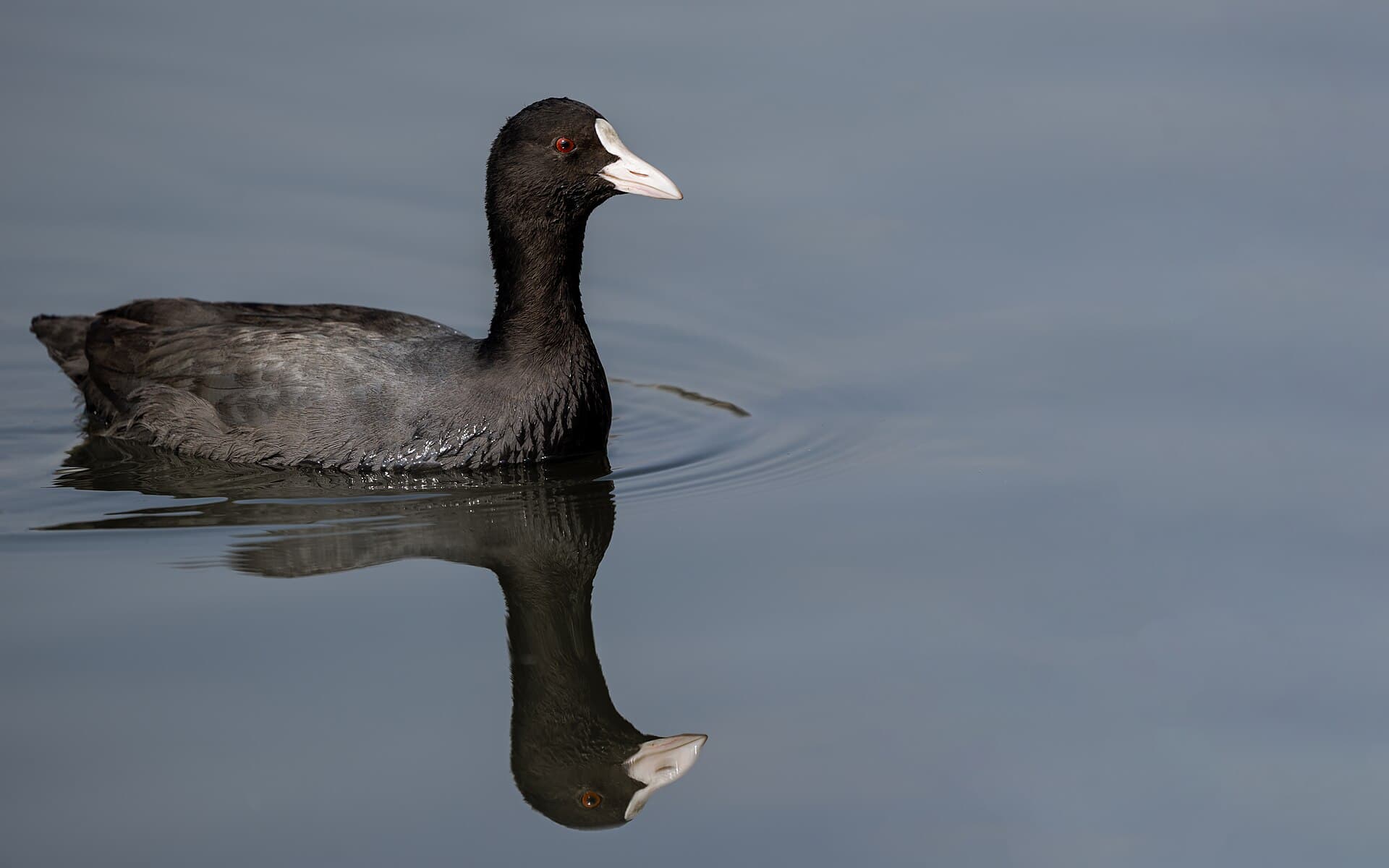 Meerkoet (Fulica atra) - Common coot and it reflection