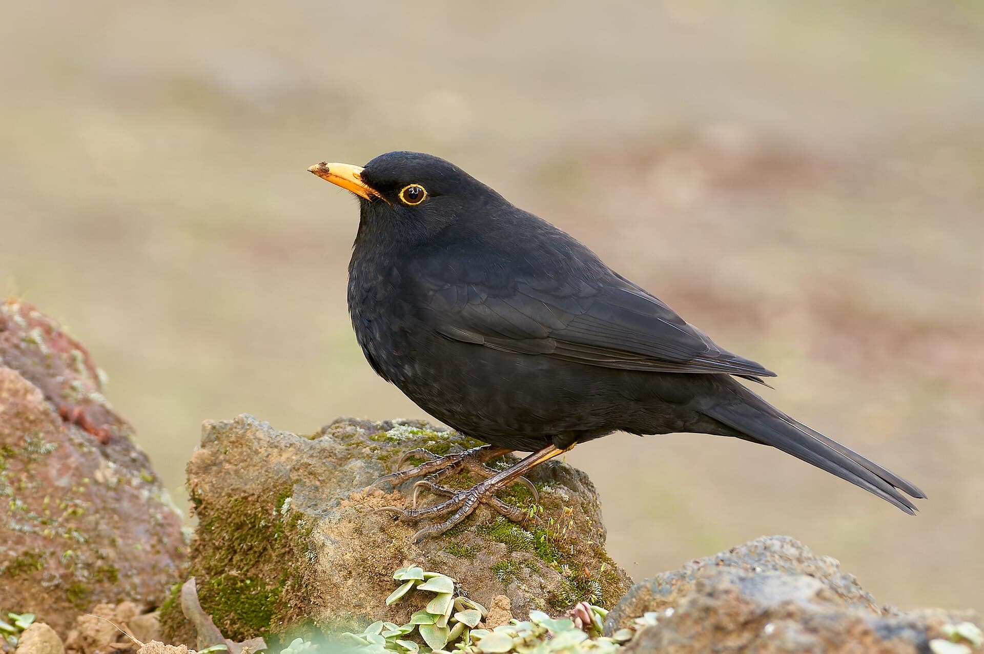 Merel (Turdus merula) - Amselmännchen der Unterart T. m. azorensis auf Terceira