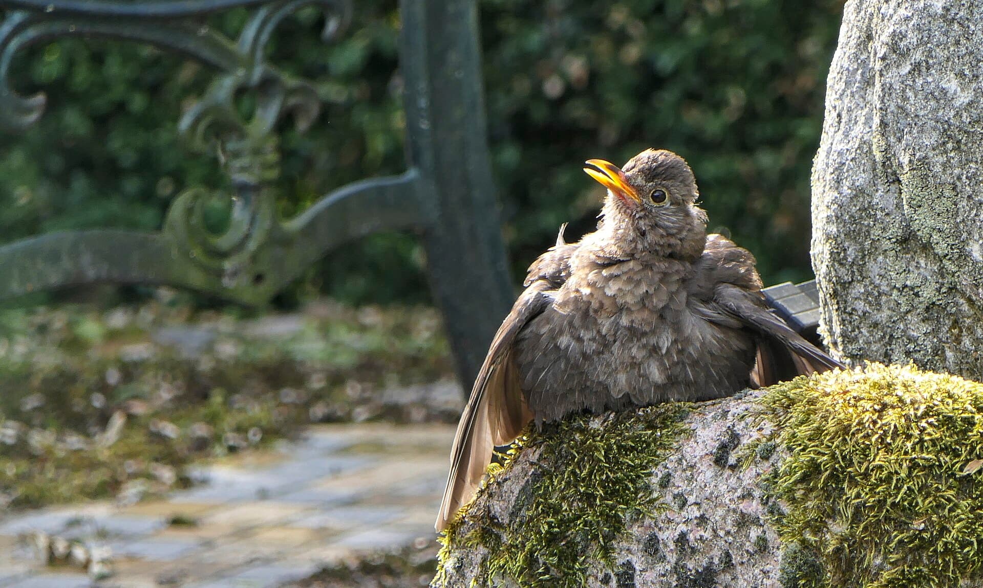 Merel (Turdus merula) - Turdus merula - Amsel ♀