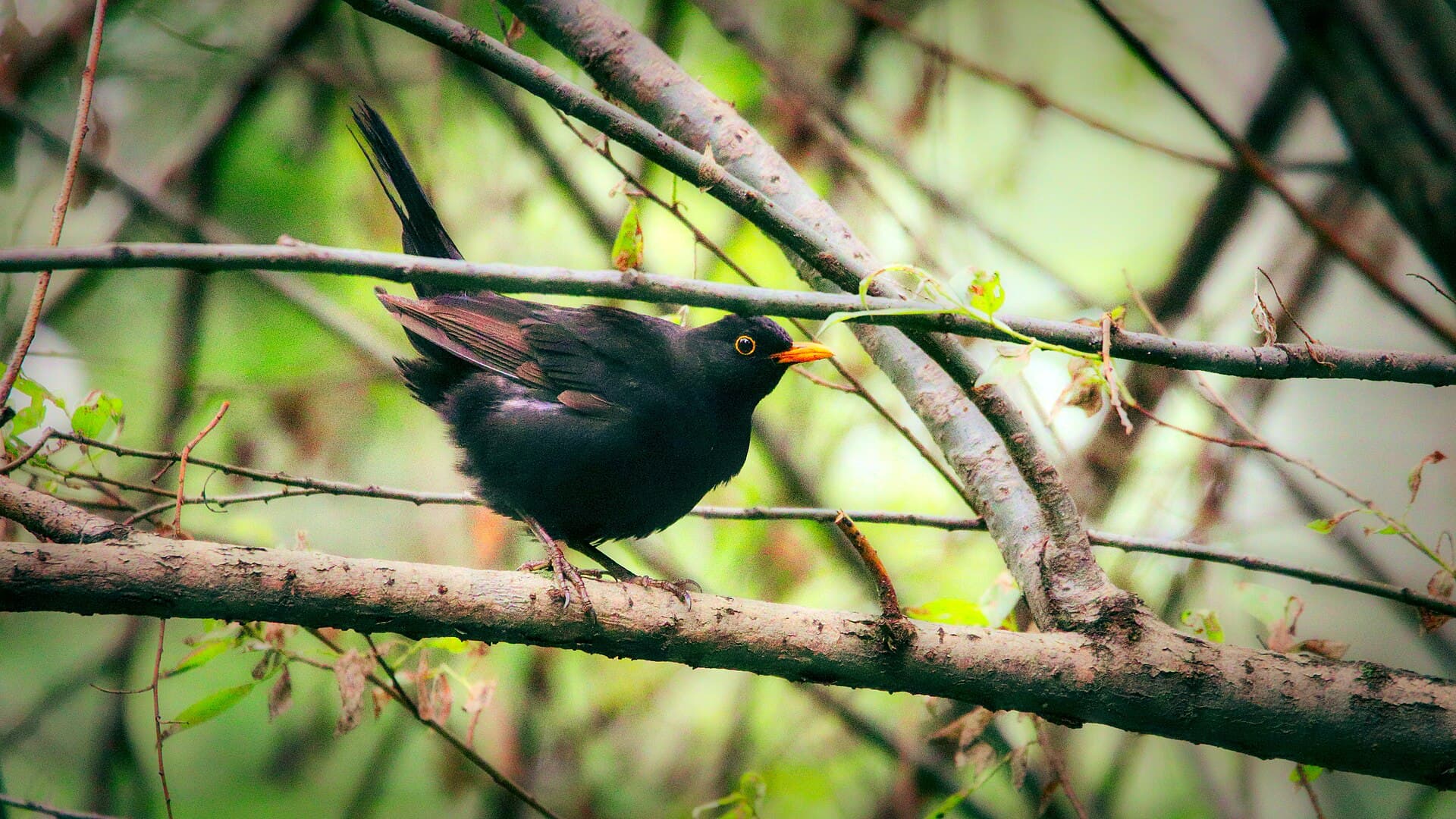Merel (Turdus merula) - Злой черный дрозд в Ботаническом саду Ташкента