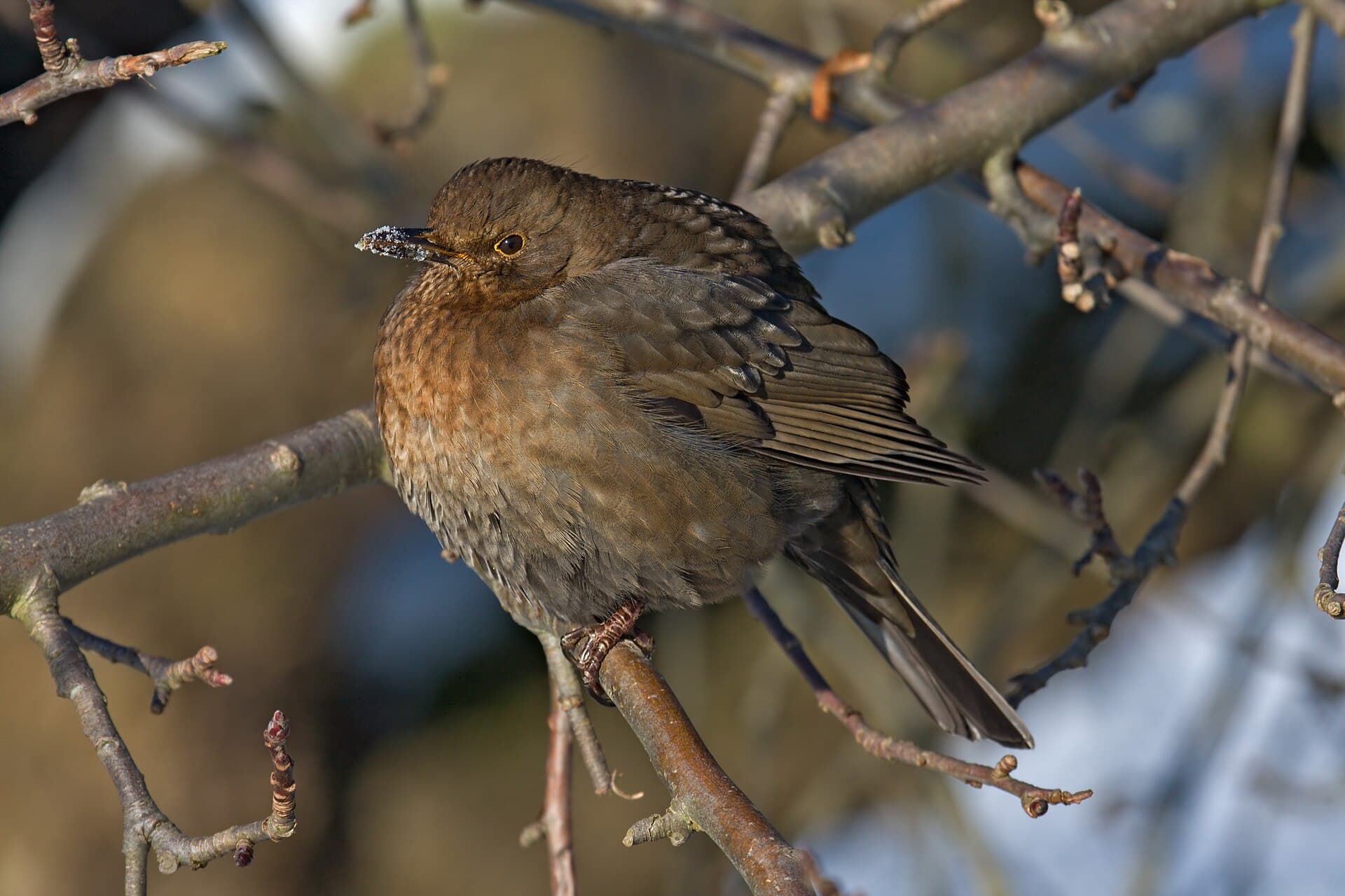 Merel (Turdus merula) - Blackbird female