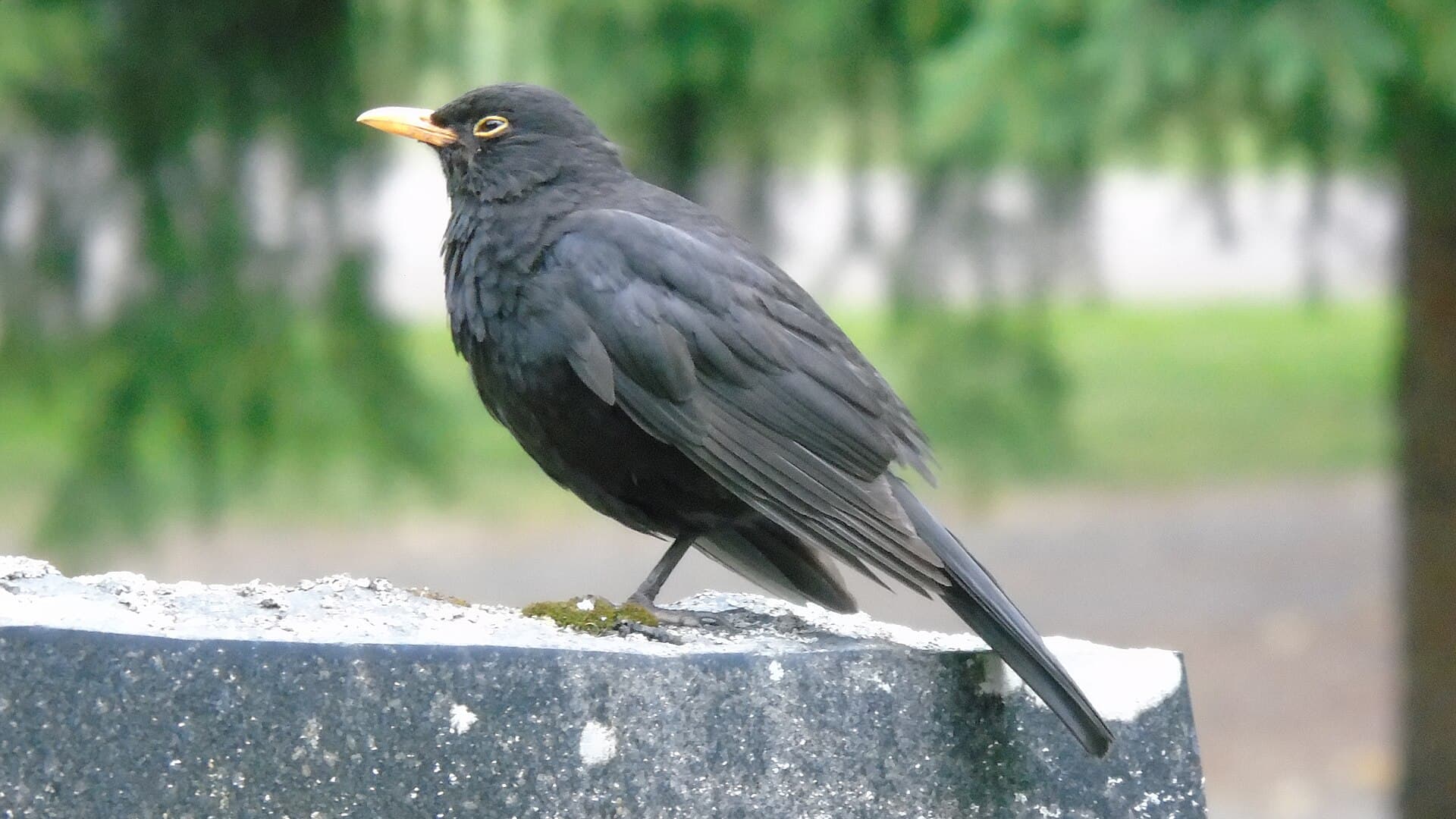 Merel (Turdus merula) - 20190722 Turdus Merula 02