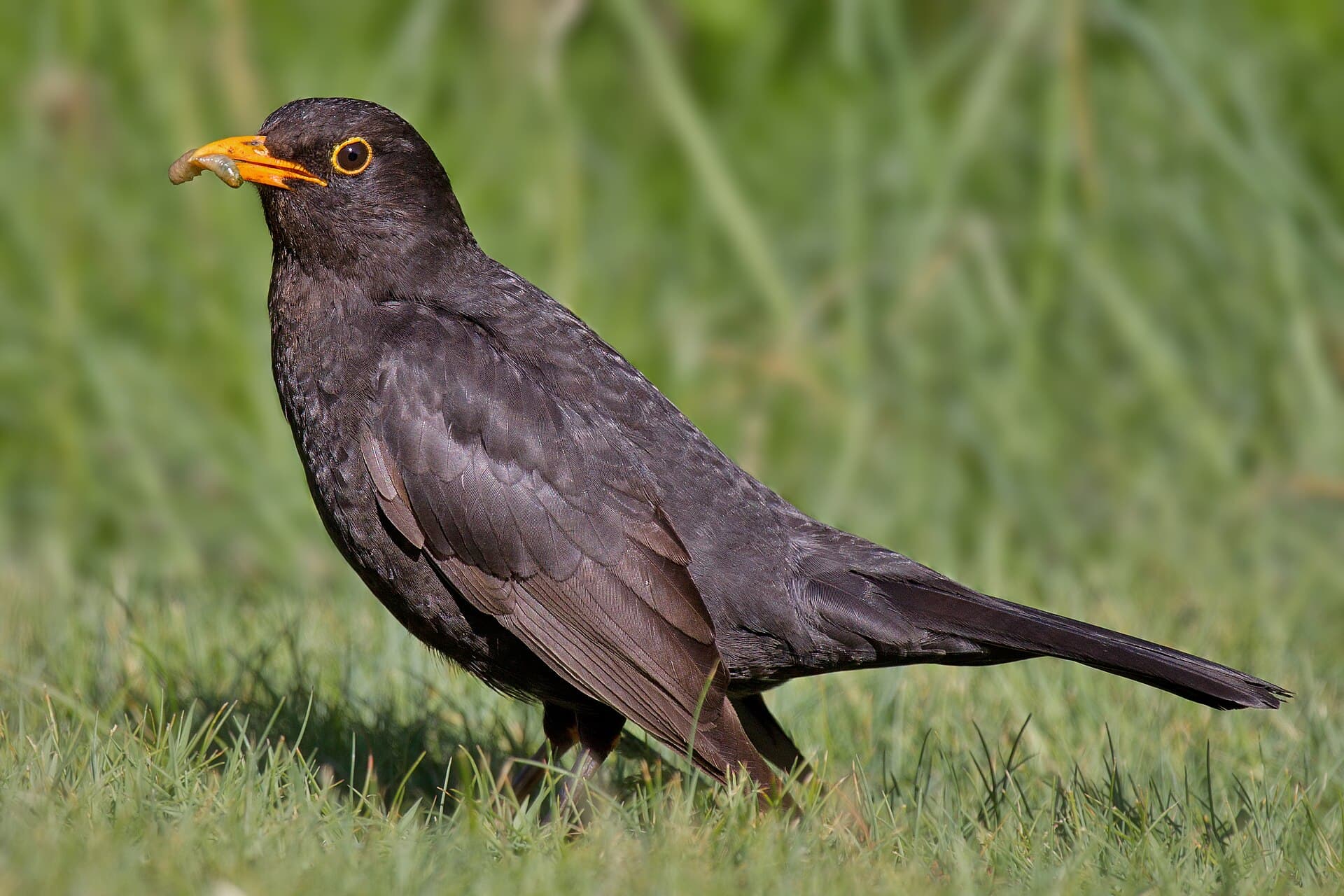 Merel (Turdus merula) - Common Blackbird