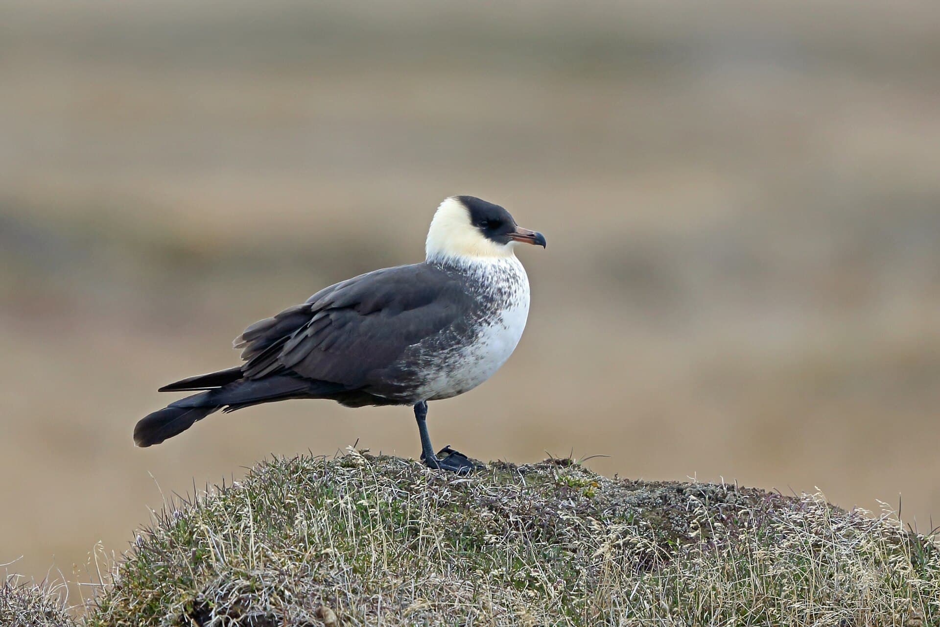 Middelste Jager (Stercorarius pomarinus) - Pomarine Jaeger imported from iNaturalist photo 2950828 on 31 December 2023