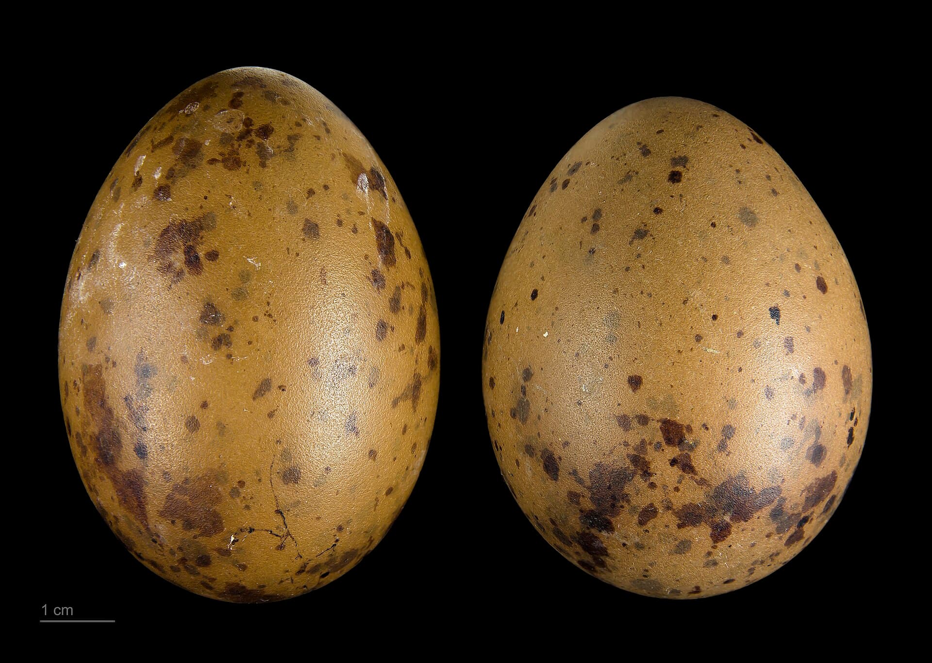 Middelste Jager (Stercorarius pomarinus) - Stercorarius pomarinus MHNT.ZOO.2010.11.139.5