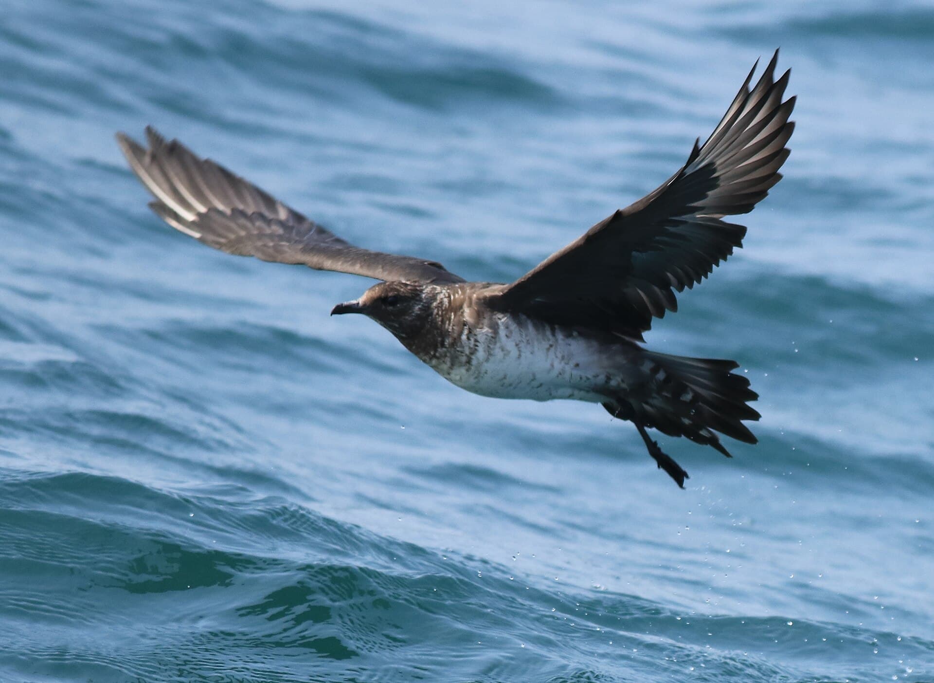 Middelste Jager (Stercorarius pomarinus) - Pomarine jeager 14