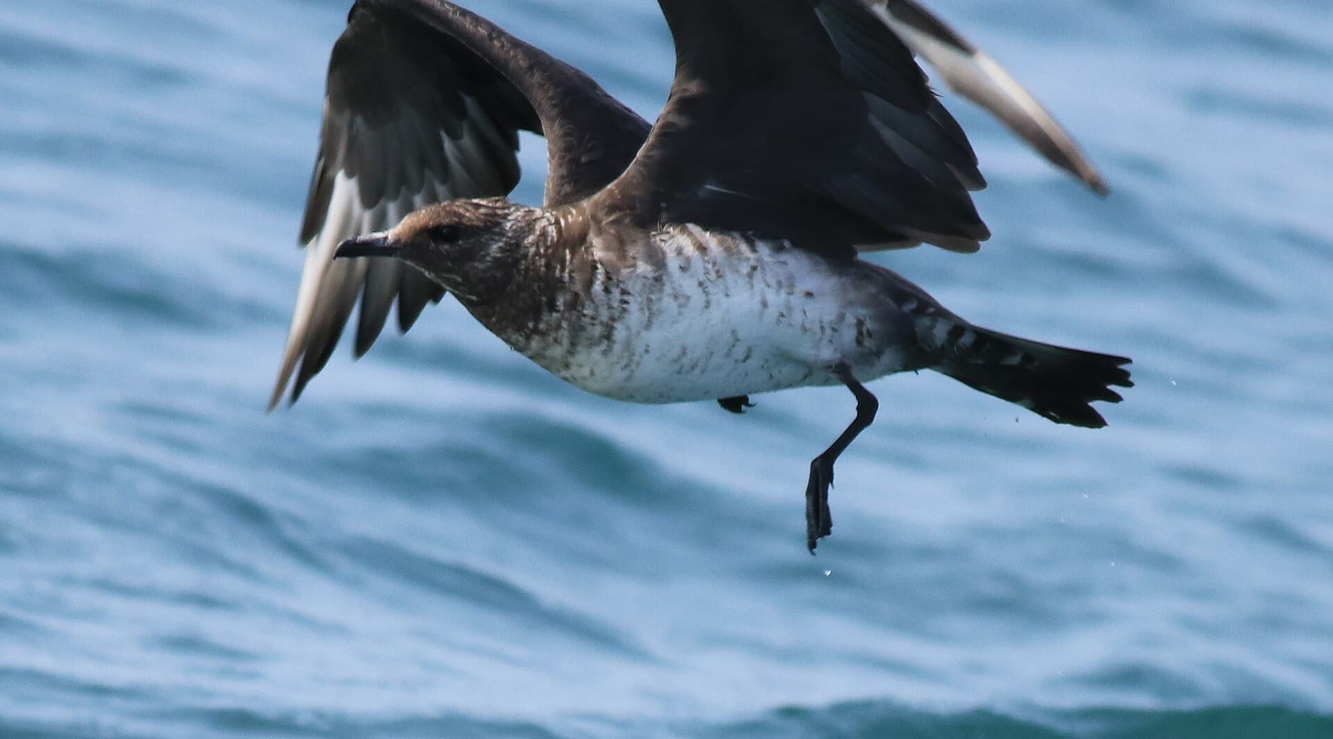 Middelste Jager (Stercorarius pomarinus) - Pomarine jeager 12
