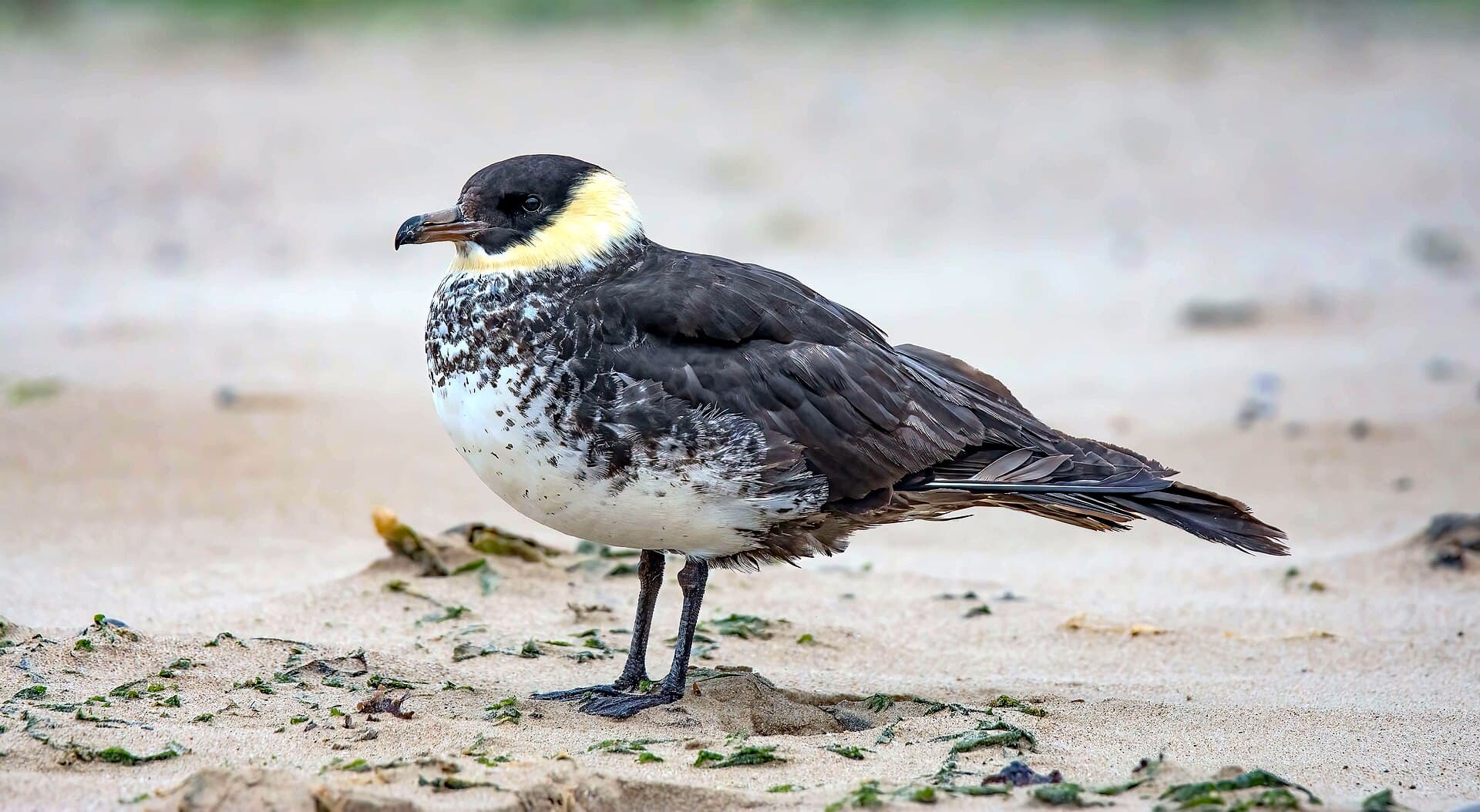 Middelste Jager (Stercorarius pomarinus) - Pomarine Skua ( Stercorarius pomarinus ) Adult summer ... Coatham Sands , Redcar (53247051024)
