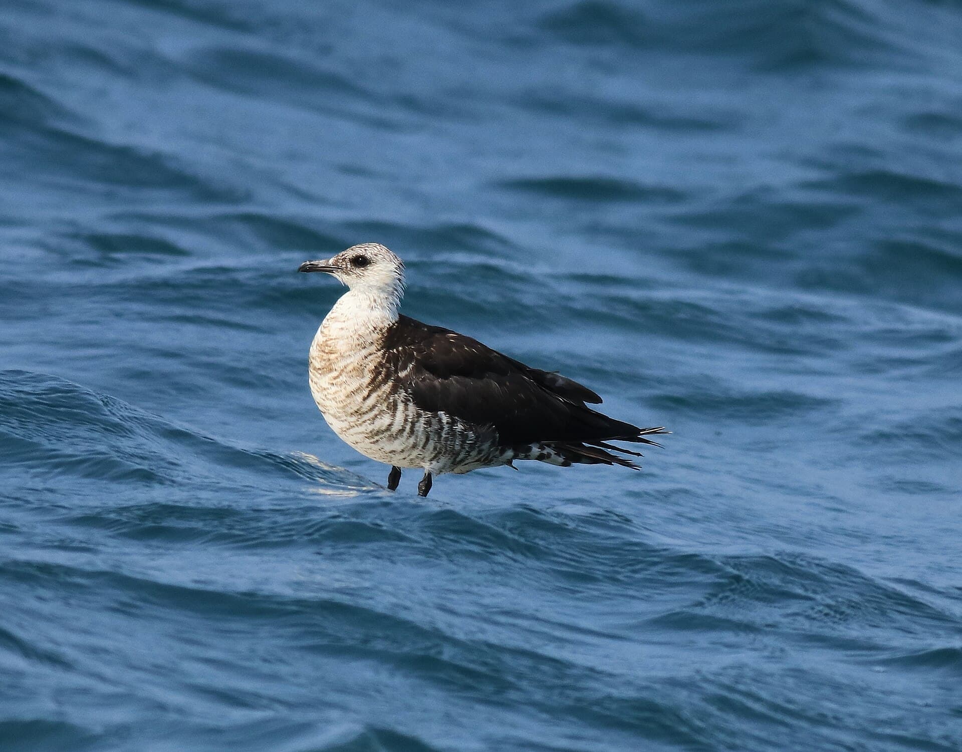 Middelste Jager (Stercorarius pomarinus) - Pomarine jeager 5