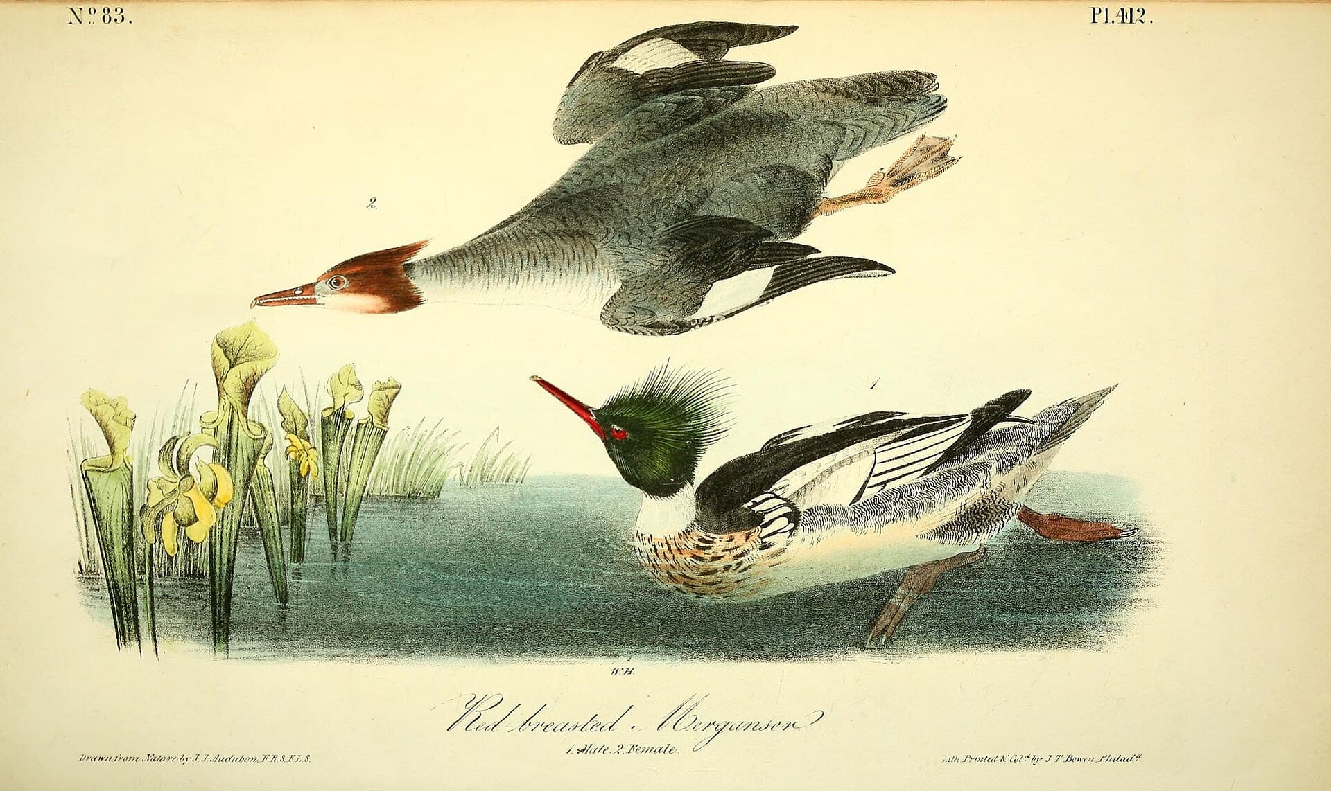 Middelste Zaagbek (Mergus serrator) - The birds of America (Pl. 412) (8591658251)