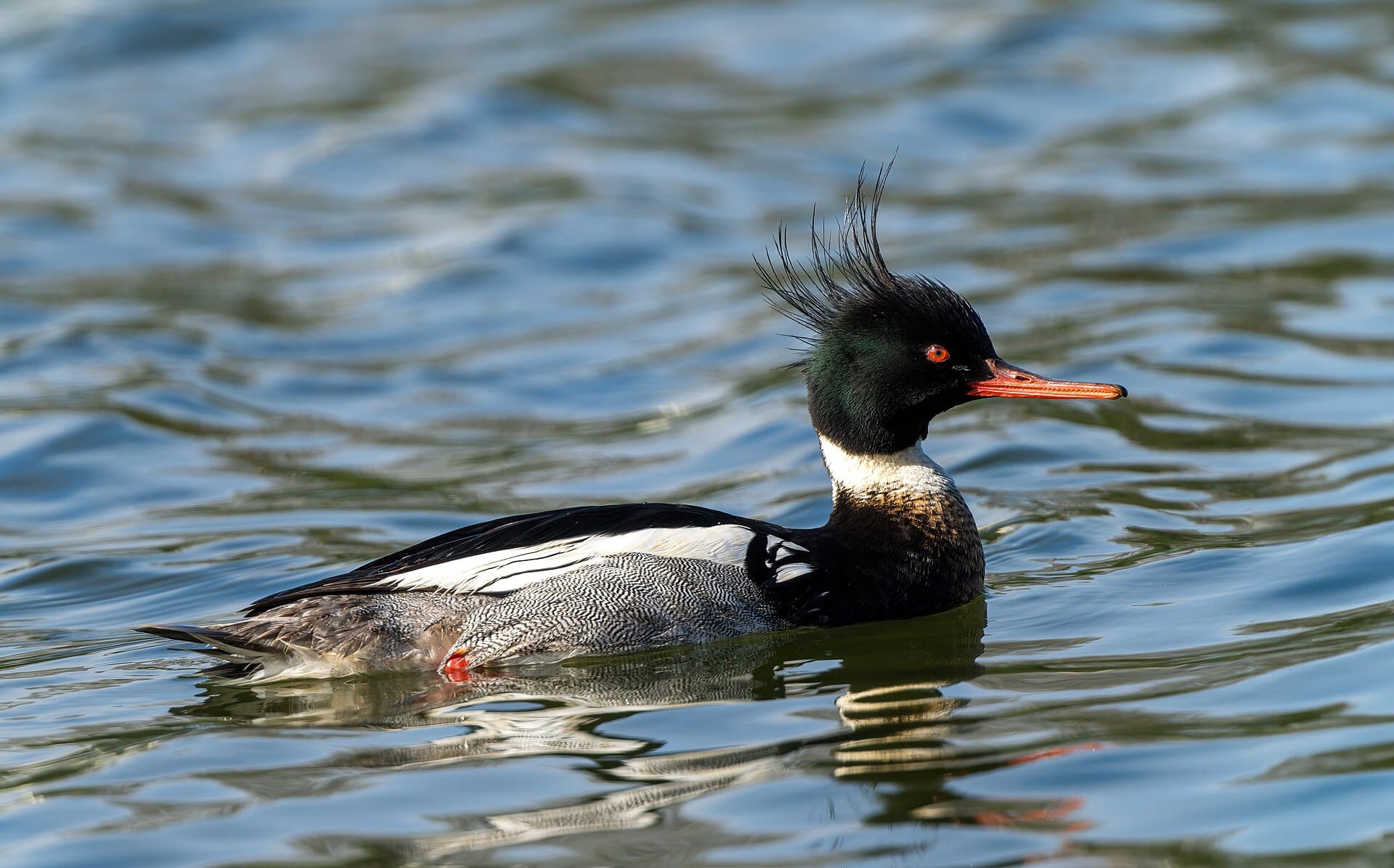 Middelste Zaagbek (Mergus serrator) - Merganser (53630992394)