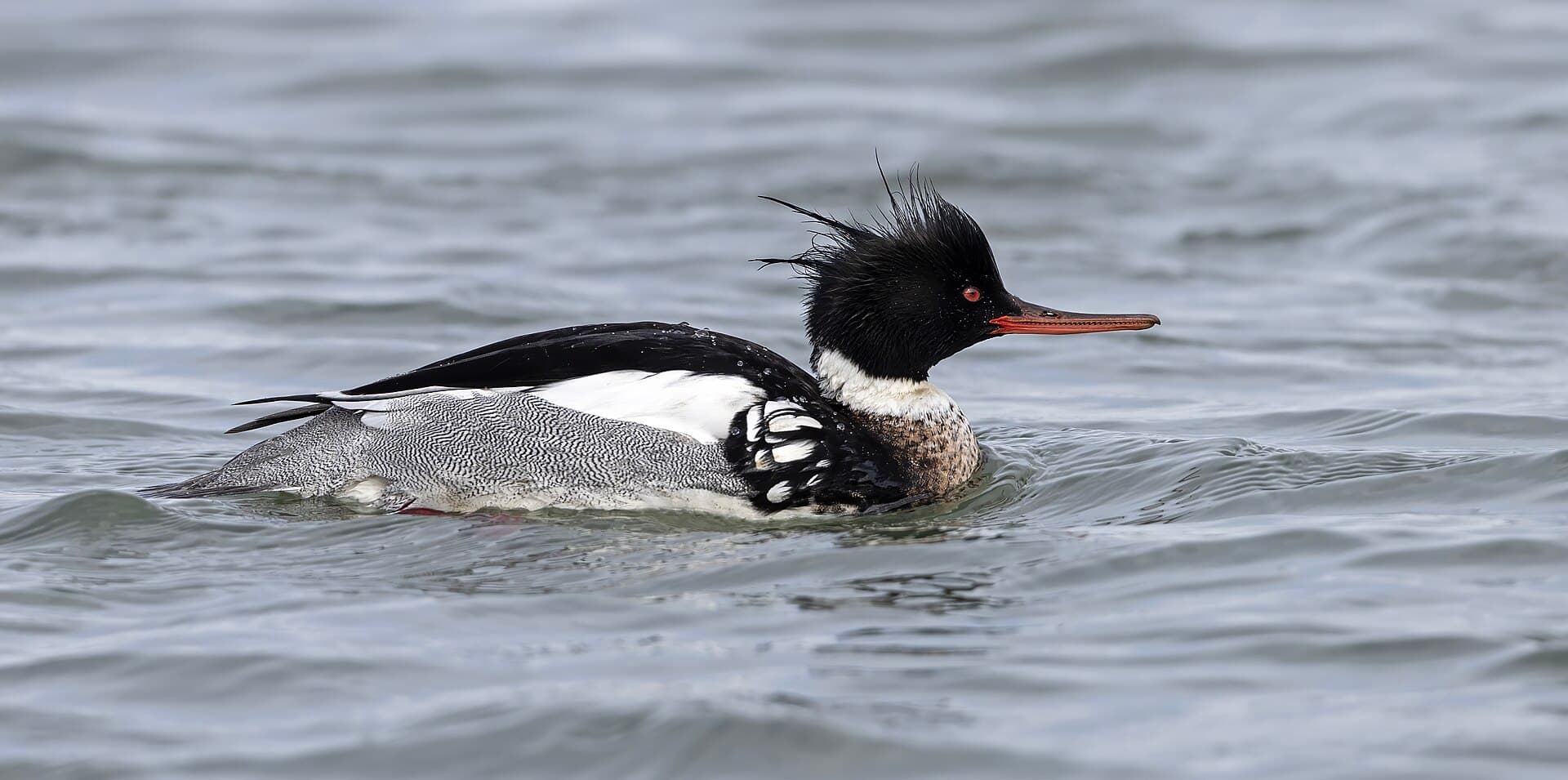 Middelste Zaagbek (Mergus serrator) - Red-breasted Merganser male (Mergus serrator), Barnegat Inlet, New Jersey, USA
