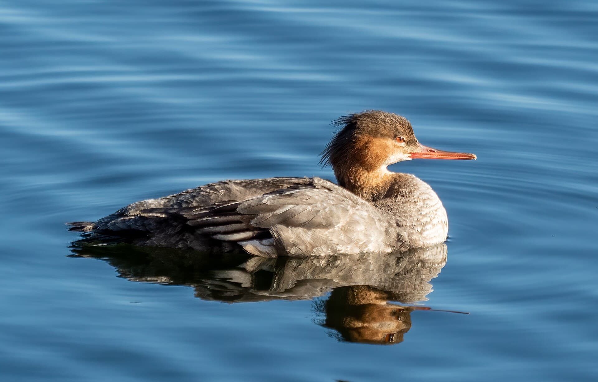 Middelste Zaagbek (Mergus serrator) - Red-breasted merganser female in CP (40744)