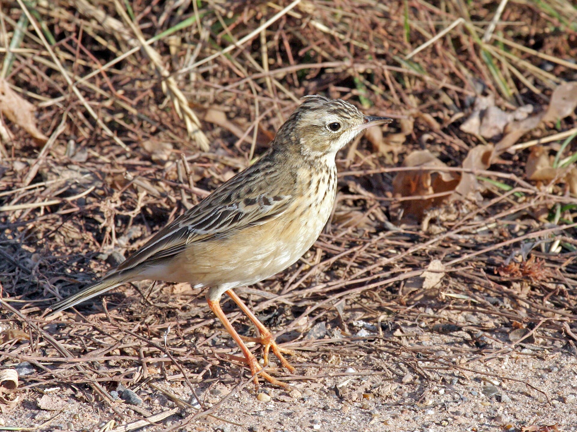 Mongoolse Pieper (Anthus godlewskii) - Blyth s Pipit Anthus godlewskii