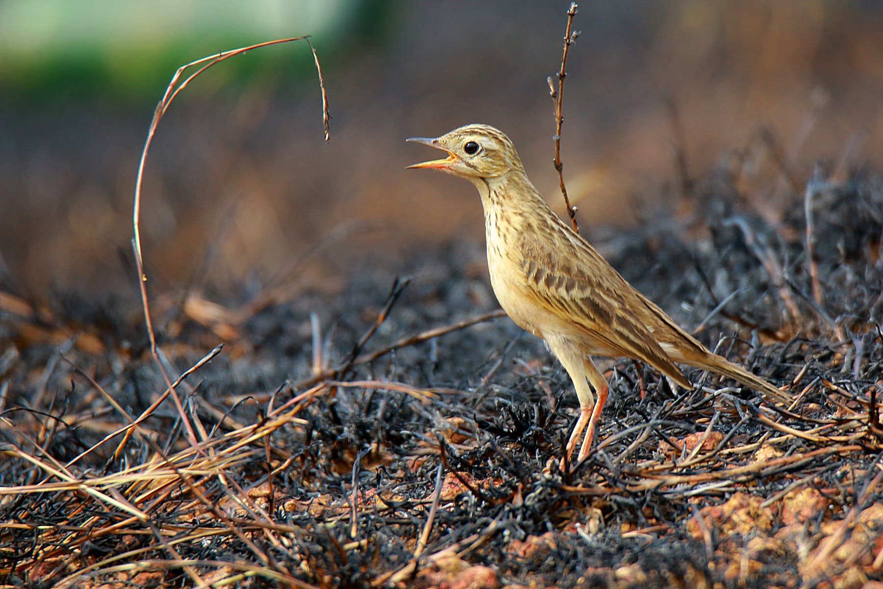 Mongoolse Pieper (Anthus godlewskii) - 5 Blyth's pipit, Kalamassery