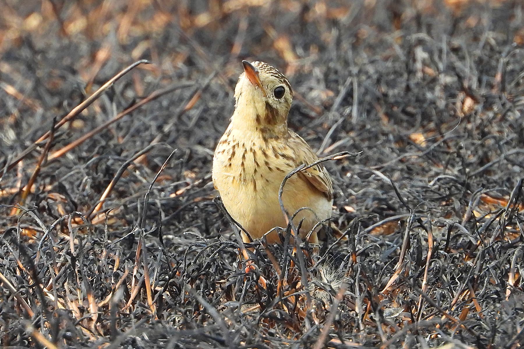 Mongoolse Pieper (Anthus godlewskii) - 2 Blyth's pipit, Kalamassery