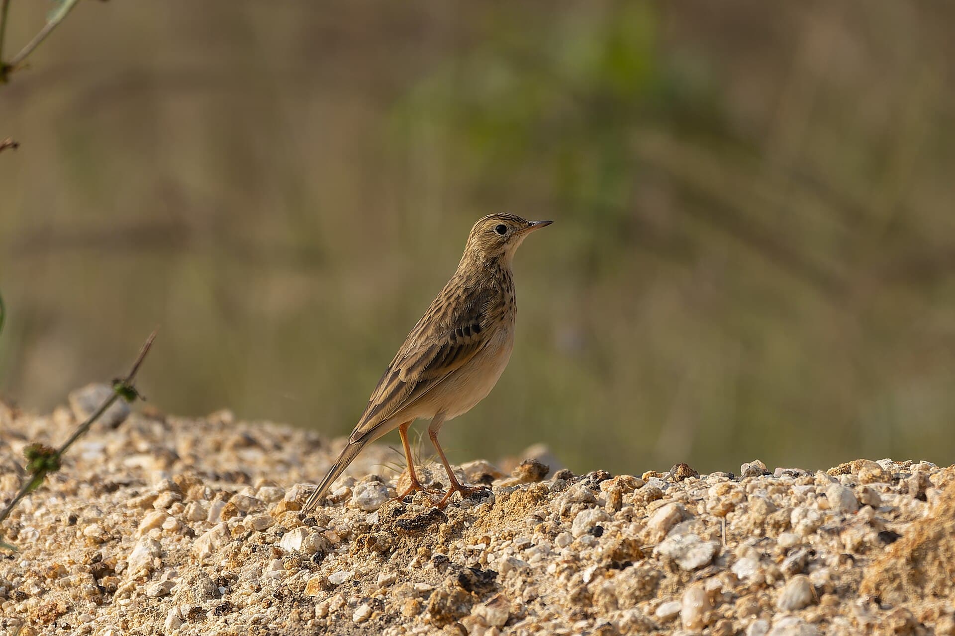Mongoolse Pieper (Anthus godlewskii) - Blyth's Pipit by Tisha Mukherjee 04