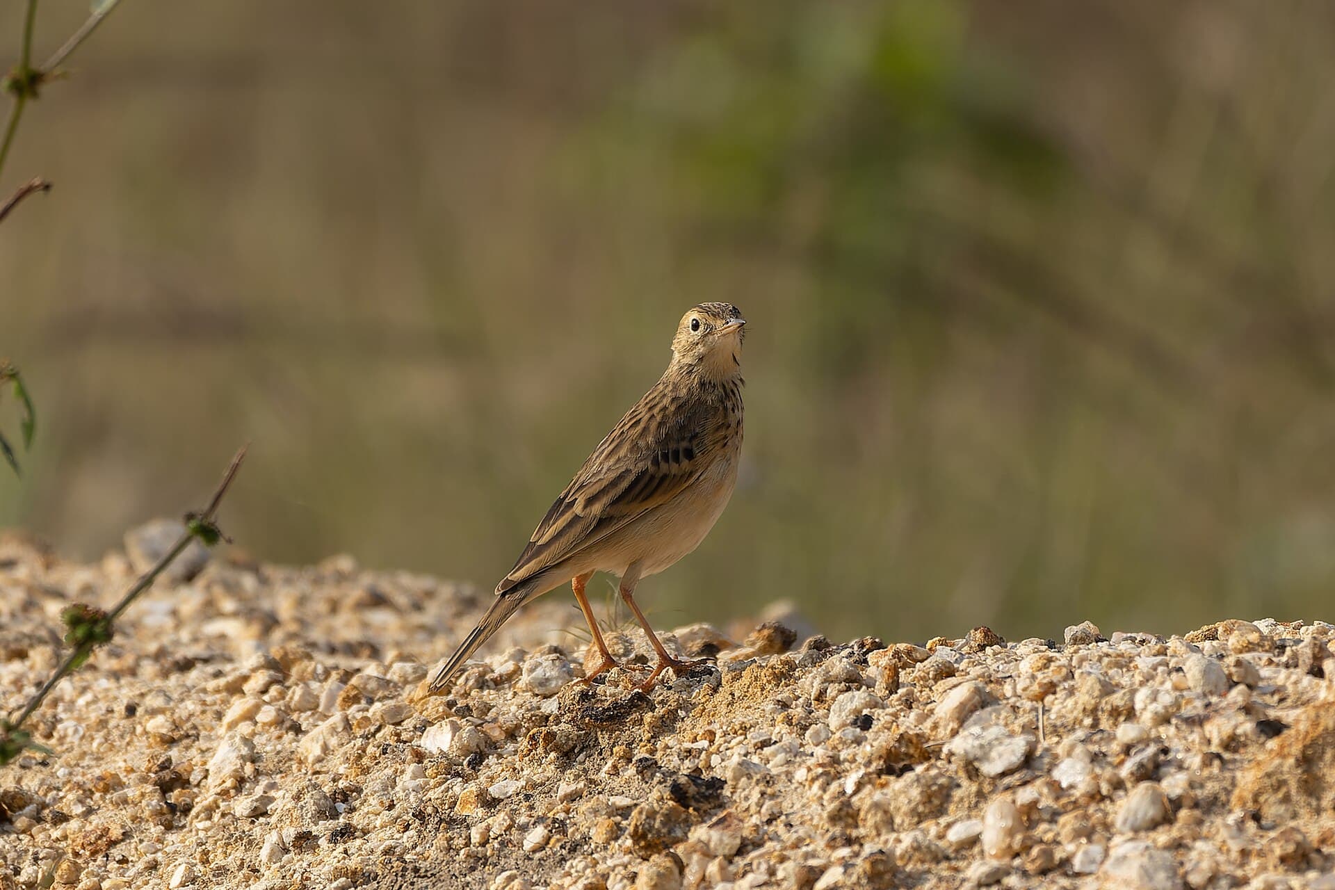 Mongoolse Pieper (Anthus godlewskii) - Blyth's Pipit by Tisha Mukherjee 02