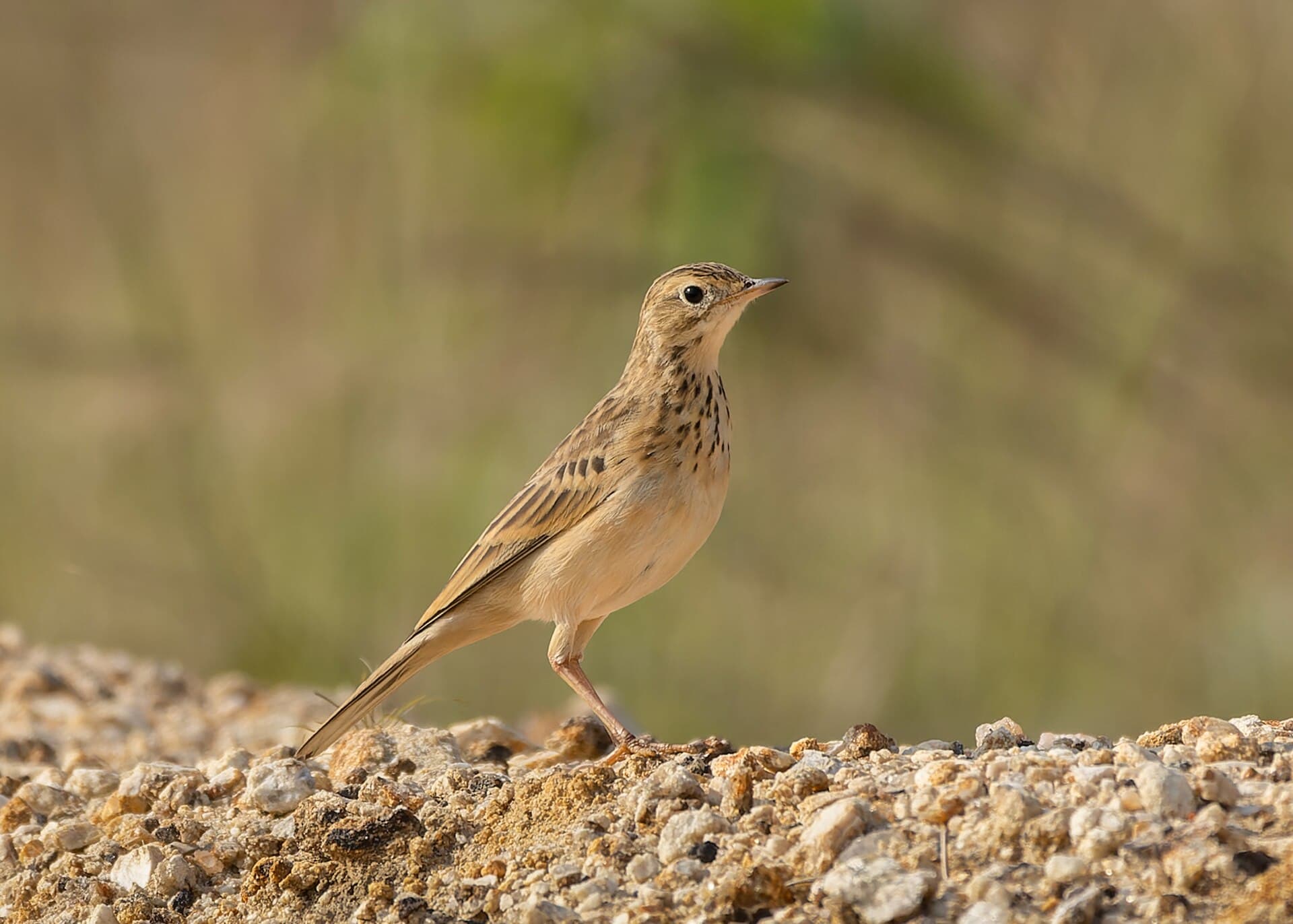 Mongoolse Pieper (Anthus godlewskii) - Blyth's Pipit in Ajodhya Hills December 2024 by Tisha Mukherjee 01