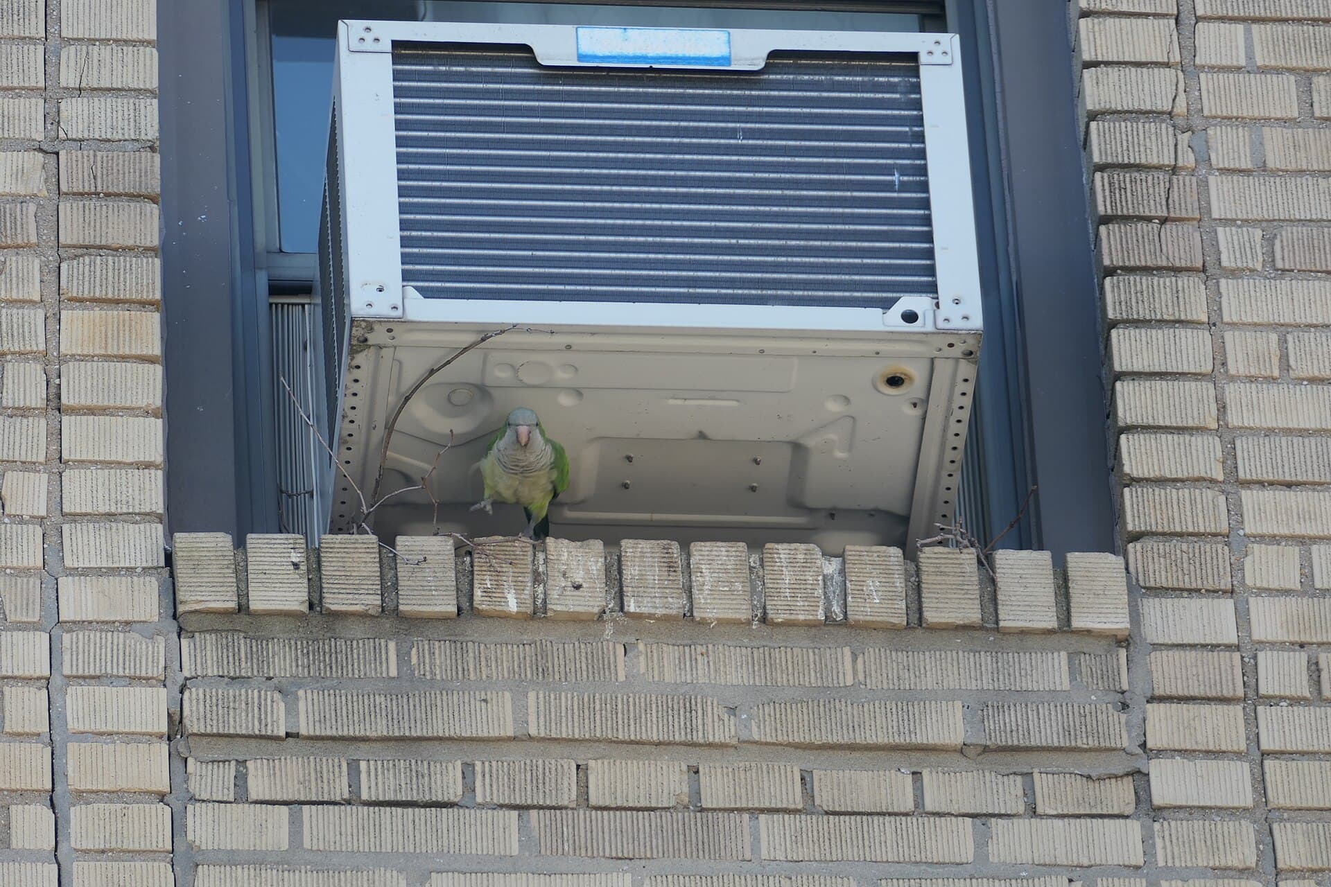 Monniksparkiet (Myiopsitta monachus) - Quakerparrot loz 11