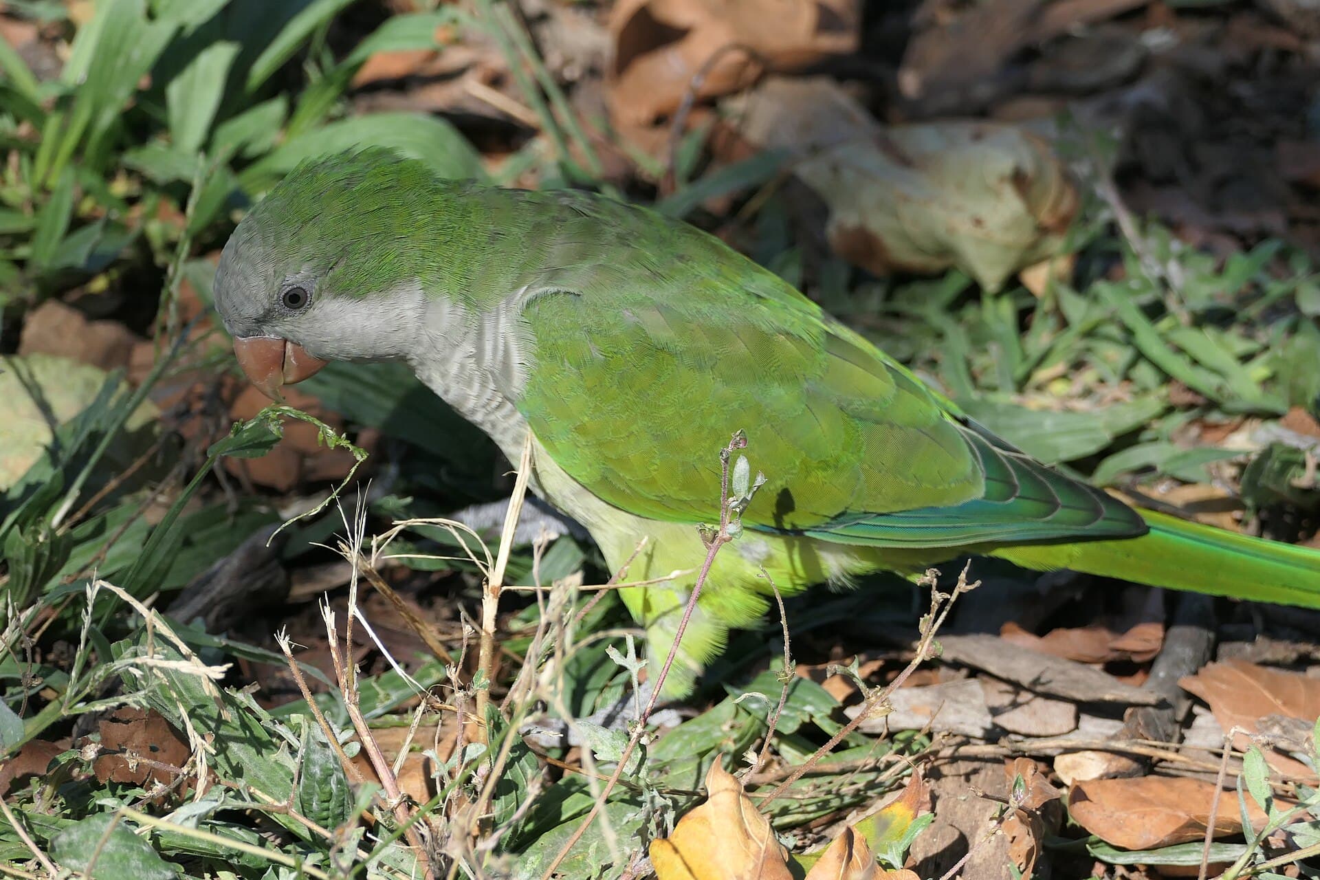 Monniksparkiet (Myiopsitta monachus) - Quakerparrot loz 31