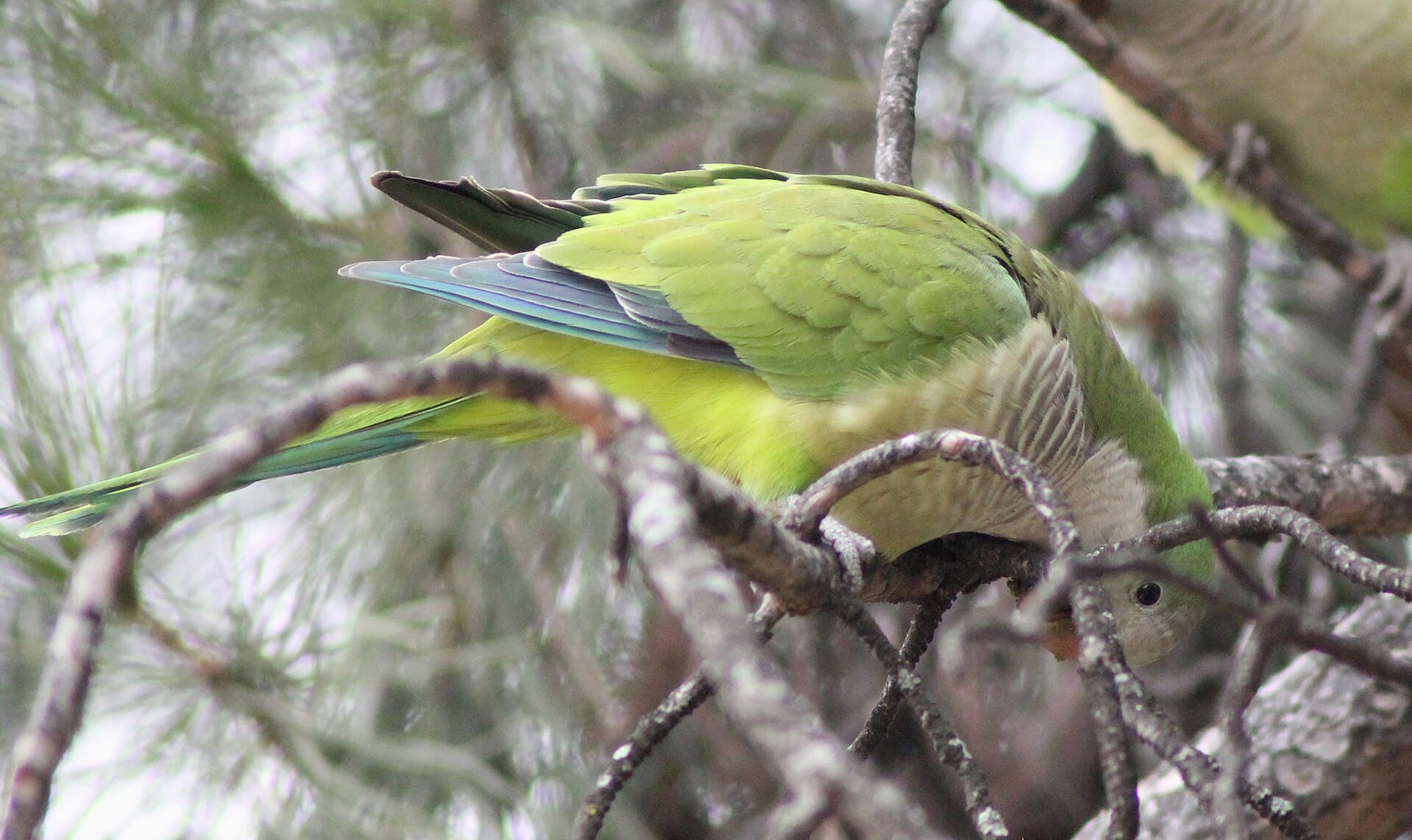 Monniksparkiet (Myiopsitta monachus) - Myiopsitta monachus (Madrid, Spain) 14