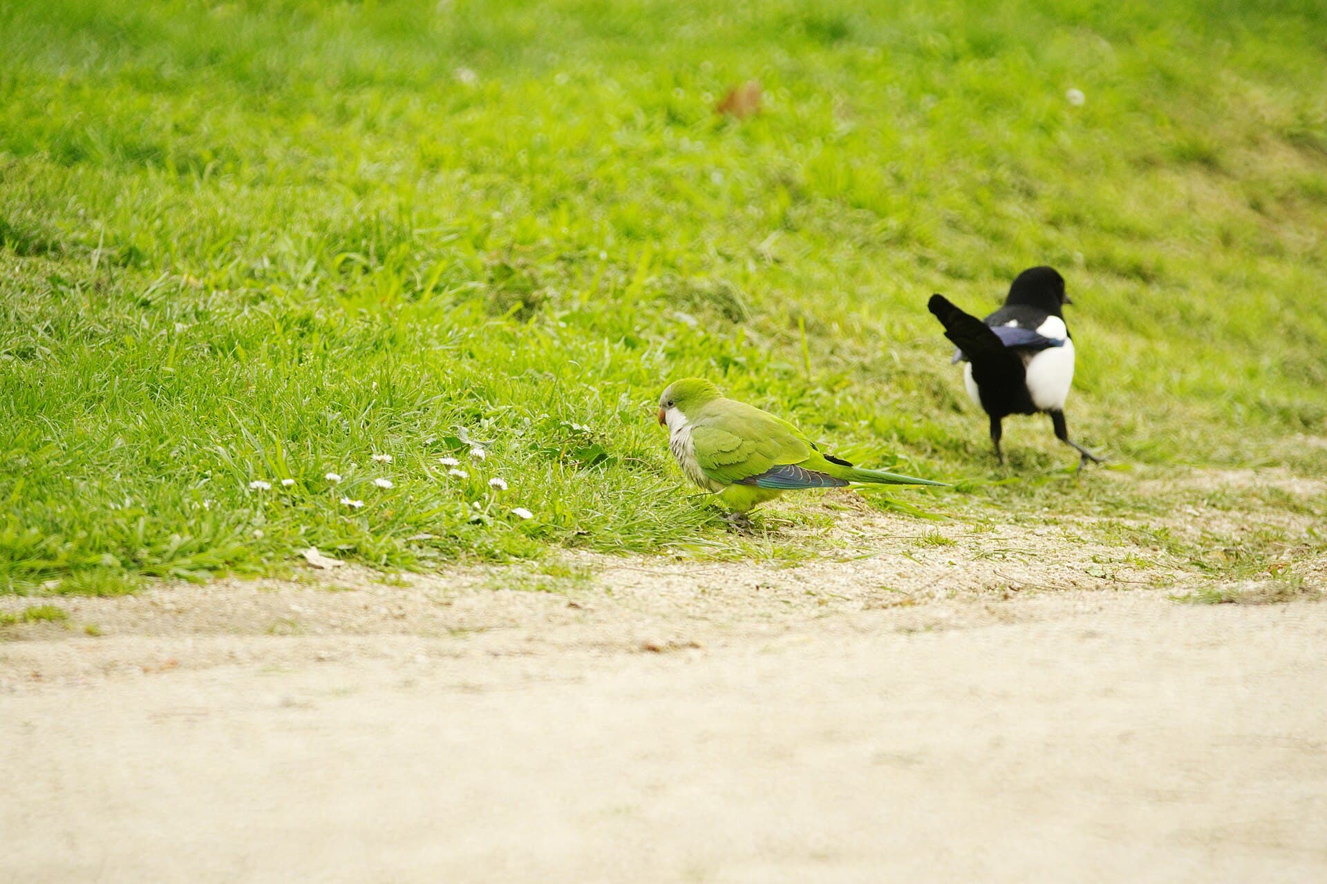 Monniksparkiet (Myiopsitta monachus) - Cotorra Argentina - Parque del Oeste - Madrid 03