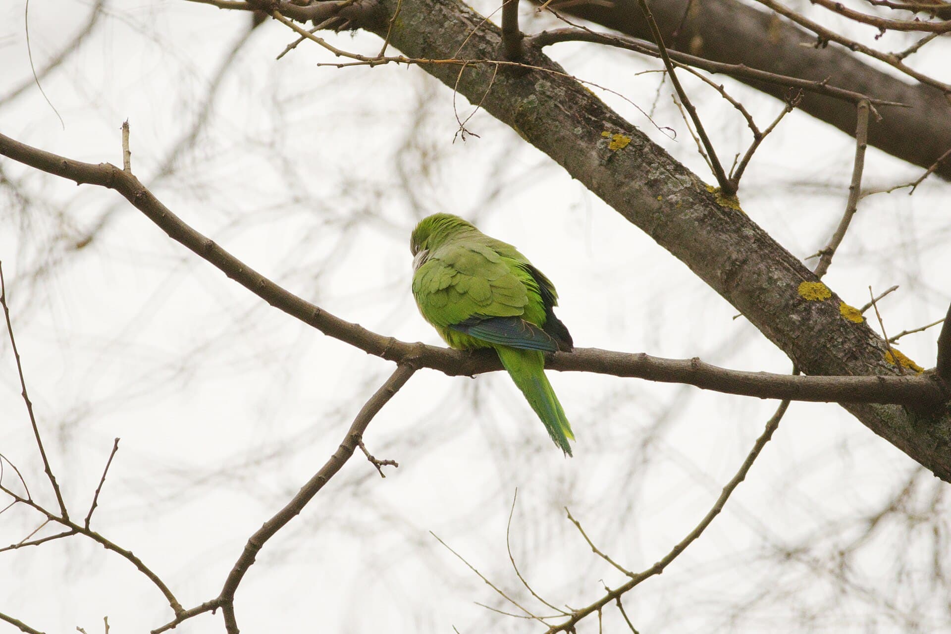 Monniksparkiet (Myiopsitta monachus) - Cotorra Argentina - Parque del Oeste - Madrid 01
