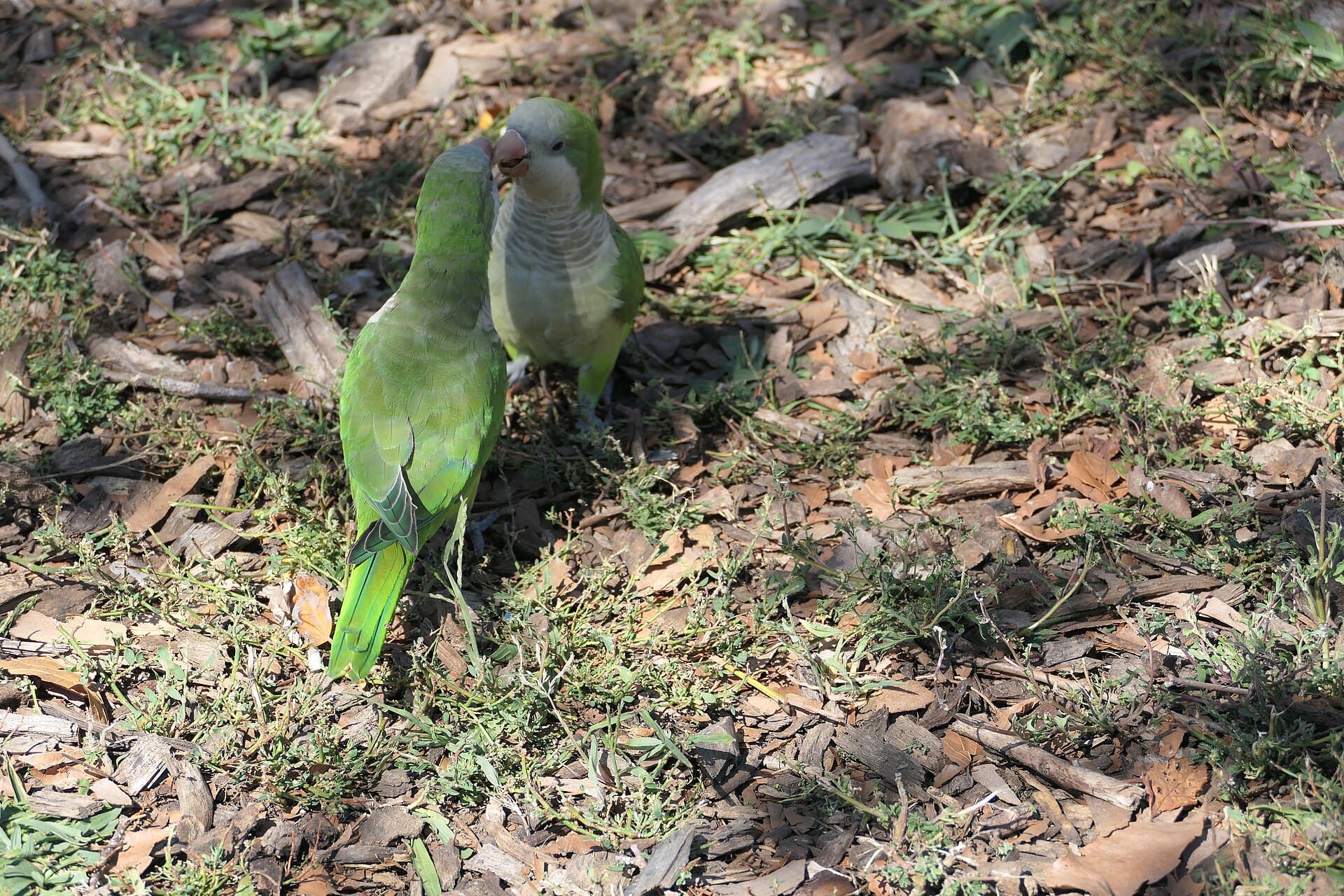Monniksparkiet (Myiopsitta monachus) - Quakerparrot loz 18