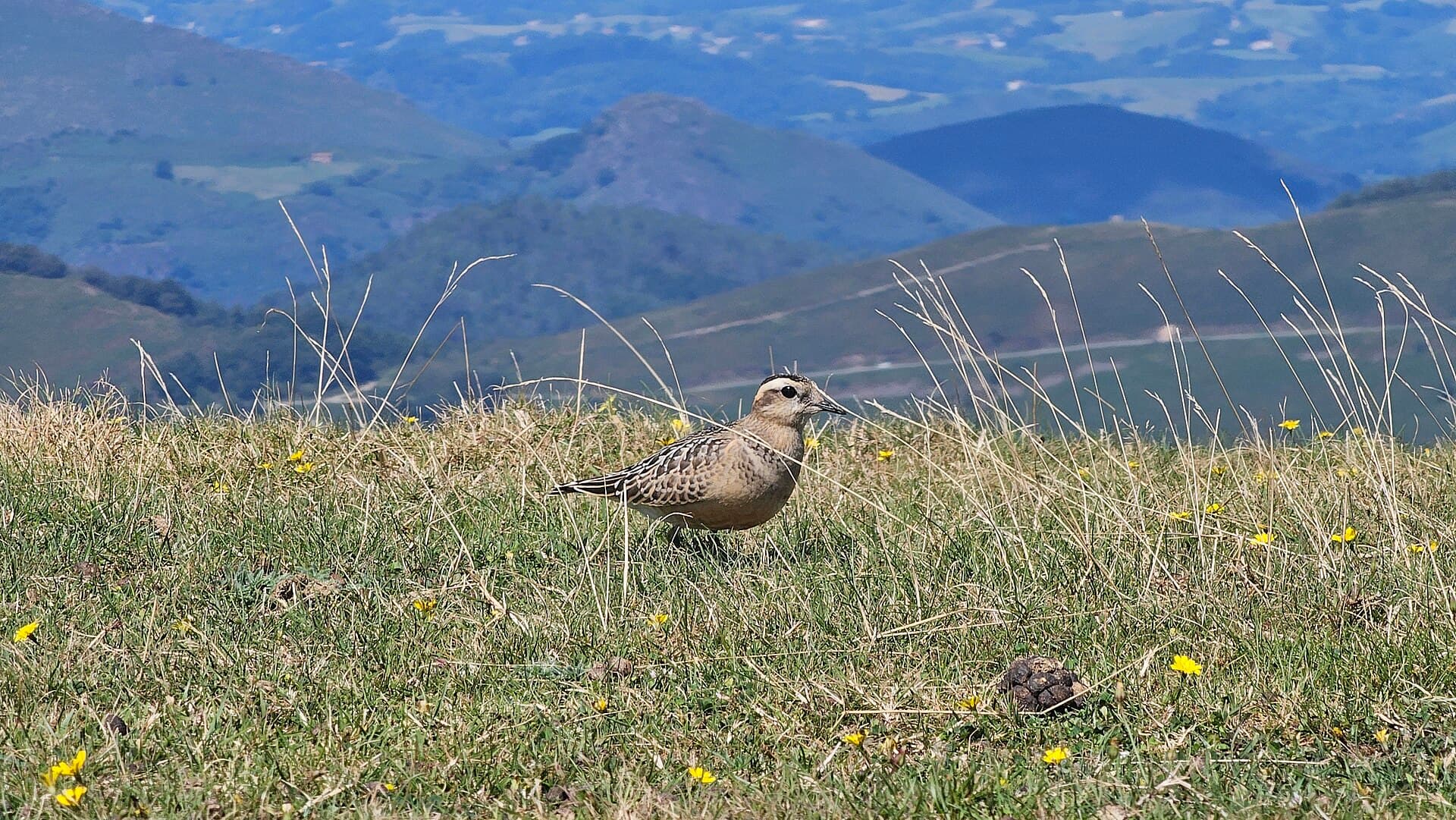 Morinelplevier (Charadrius morinellus) - Txirri lepokoduna, 'Eudromias morinellus' 06