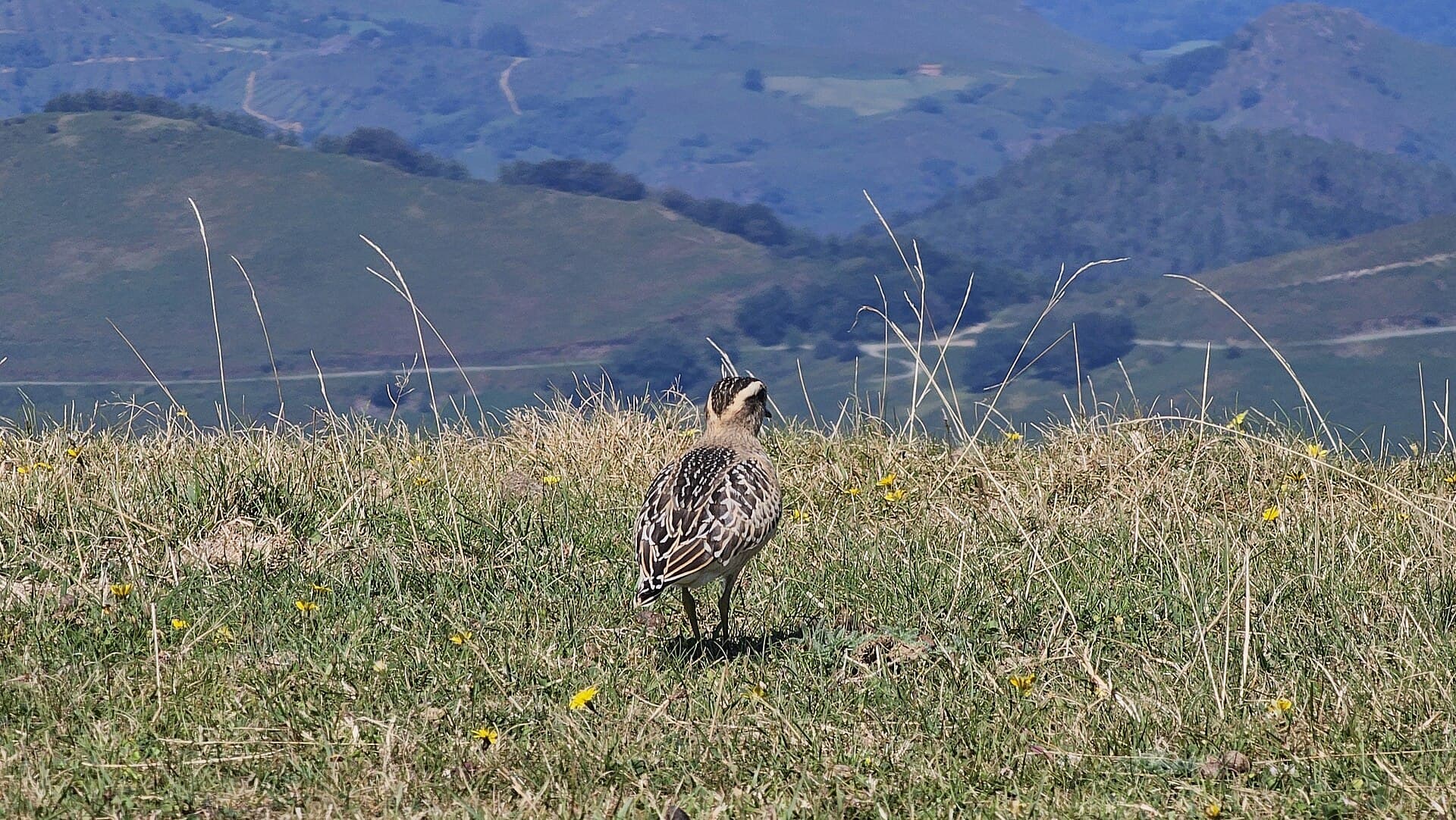 Morinelplevier (Charadrius morinellus) - Txirri lepokoduna, 'Eudromias morinellus' 03