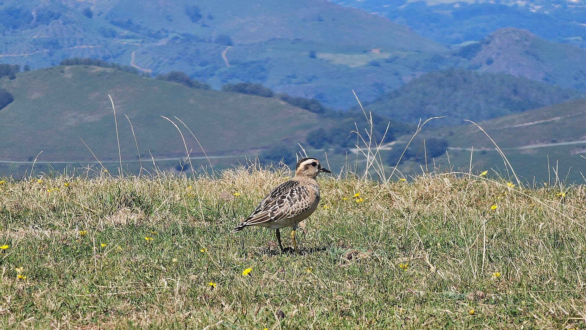 Morinelplevier (Charadrius morinellus) - Txirri lepokoduna, 'Eudromias morinellus' 04
