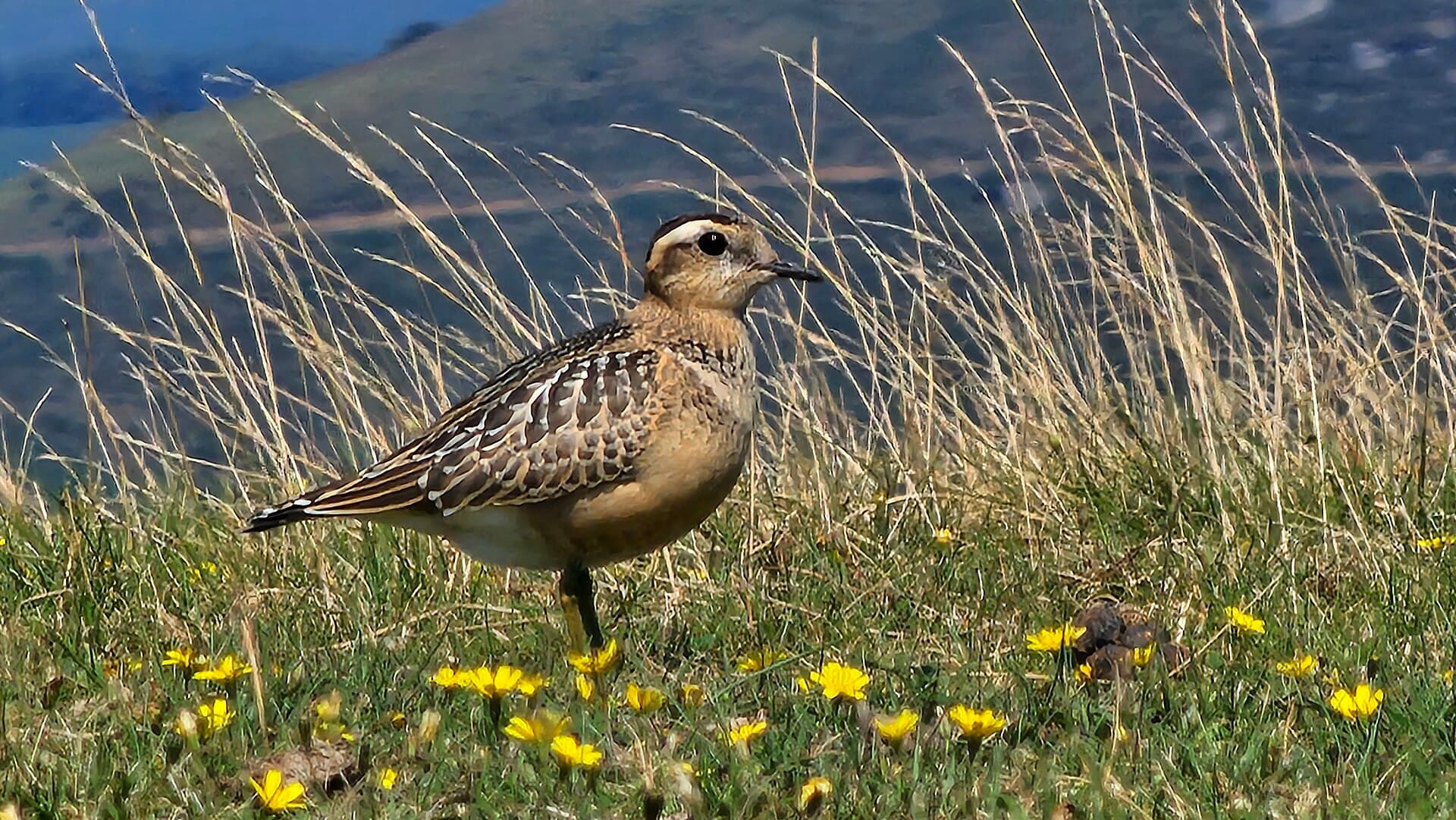 Morinelplevier (Charadrius morinellus) - Txirri lepokoduna, 'Eudromias morinellus' 02