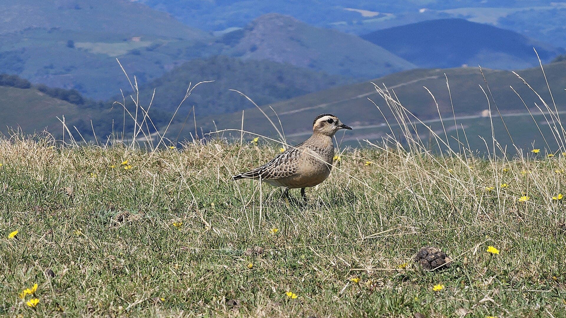 Morinelplevier (Charadrius morinellus) - Txirri lepokoduna, 'Eudromias morinellus' 07