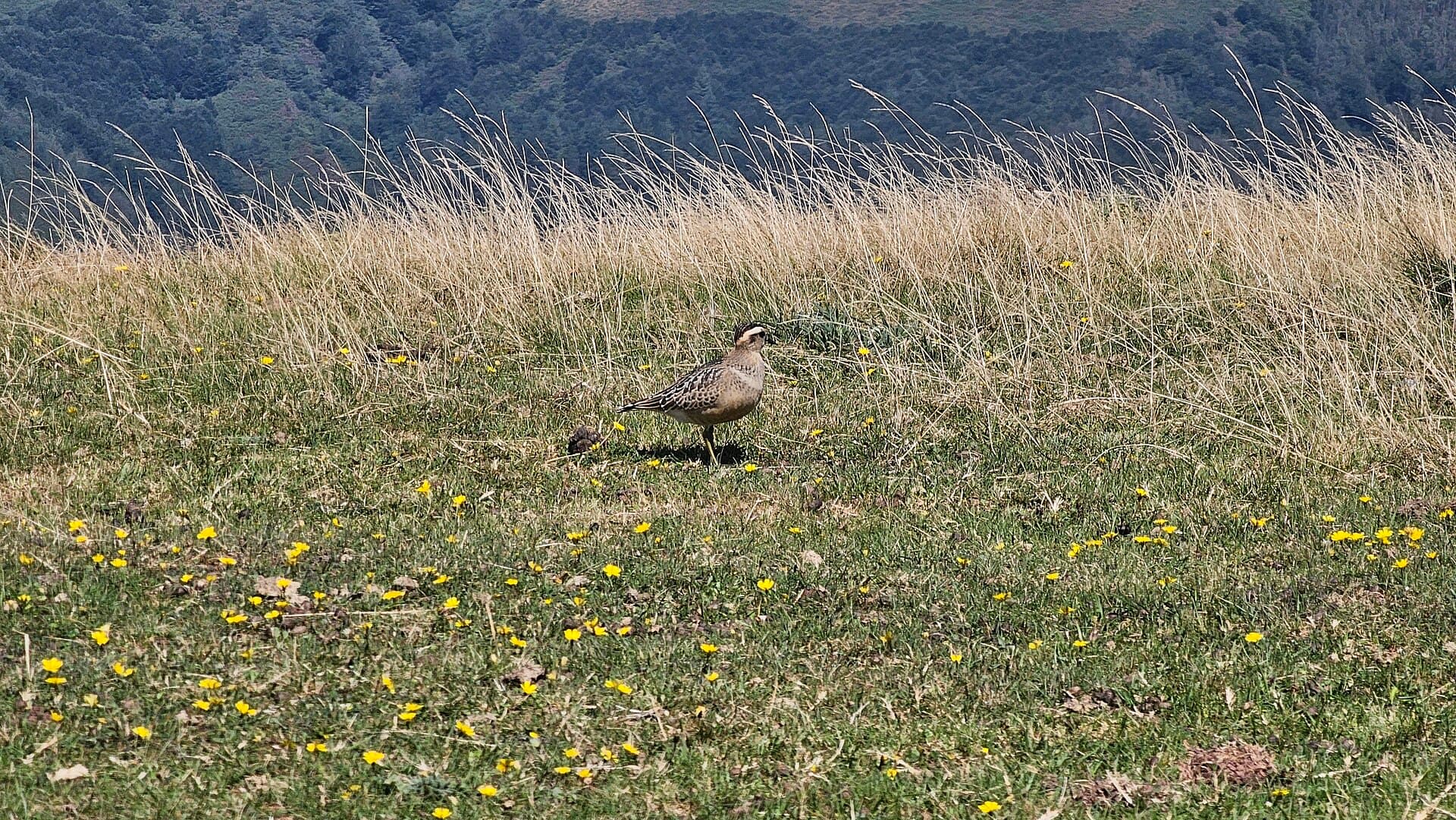 Morinelplevier (Charadrius morinellus) - Txirri lepokoduna, 'Eudromias morinellus' 01