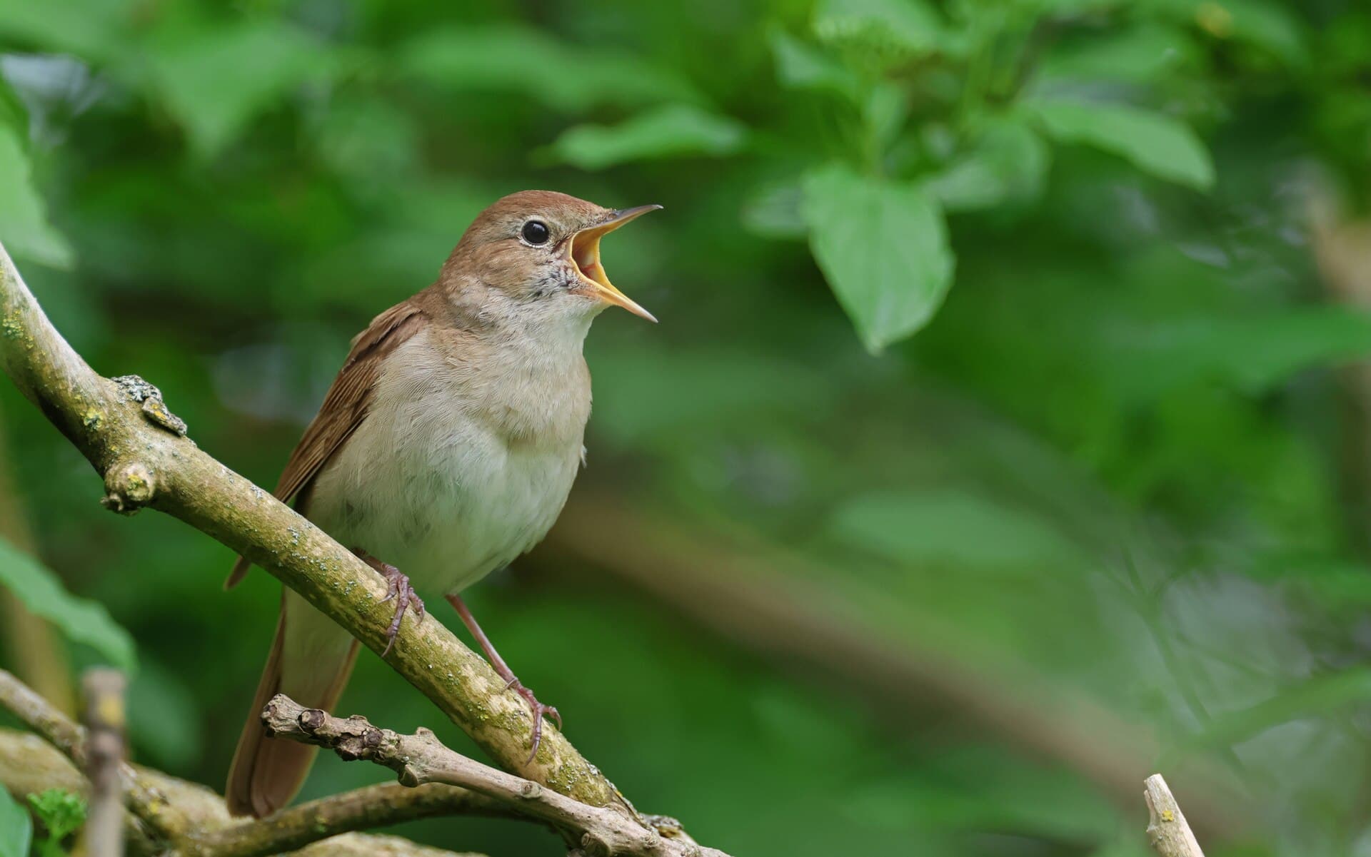 Nachtegaal (Luscinia megarhynchos) - Nightingale by Christoph Moning2