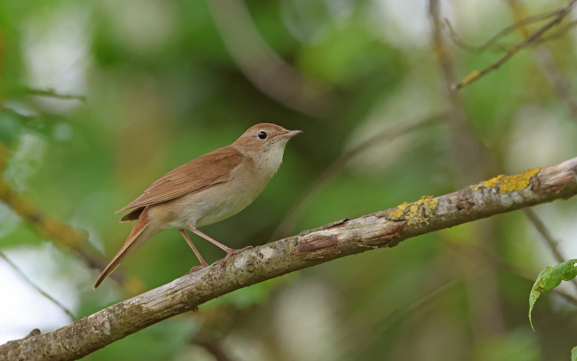 Nachtegaal (Luscinia megarhynchos) - Nightingale by Christoph Moning