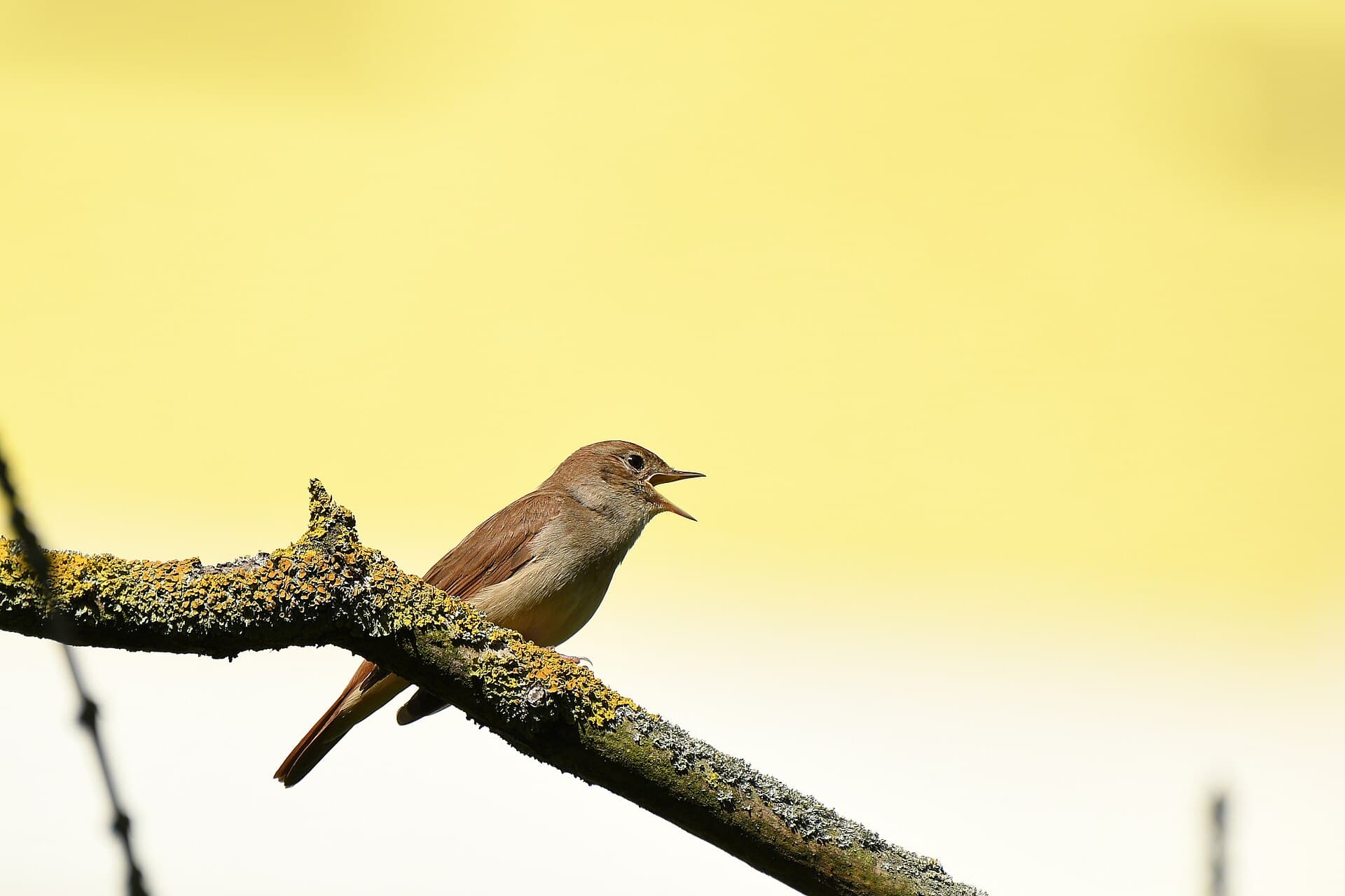 Nachtegaal (Luscinia megarhynchos) - Nachtigall (April 2025) 1