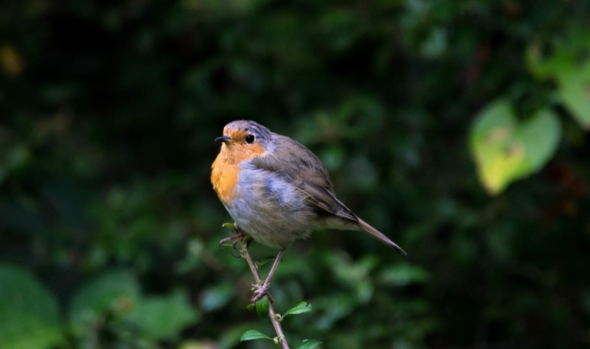 Nachtegaal (Luscinia megarhynchos) - Abant kus2