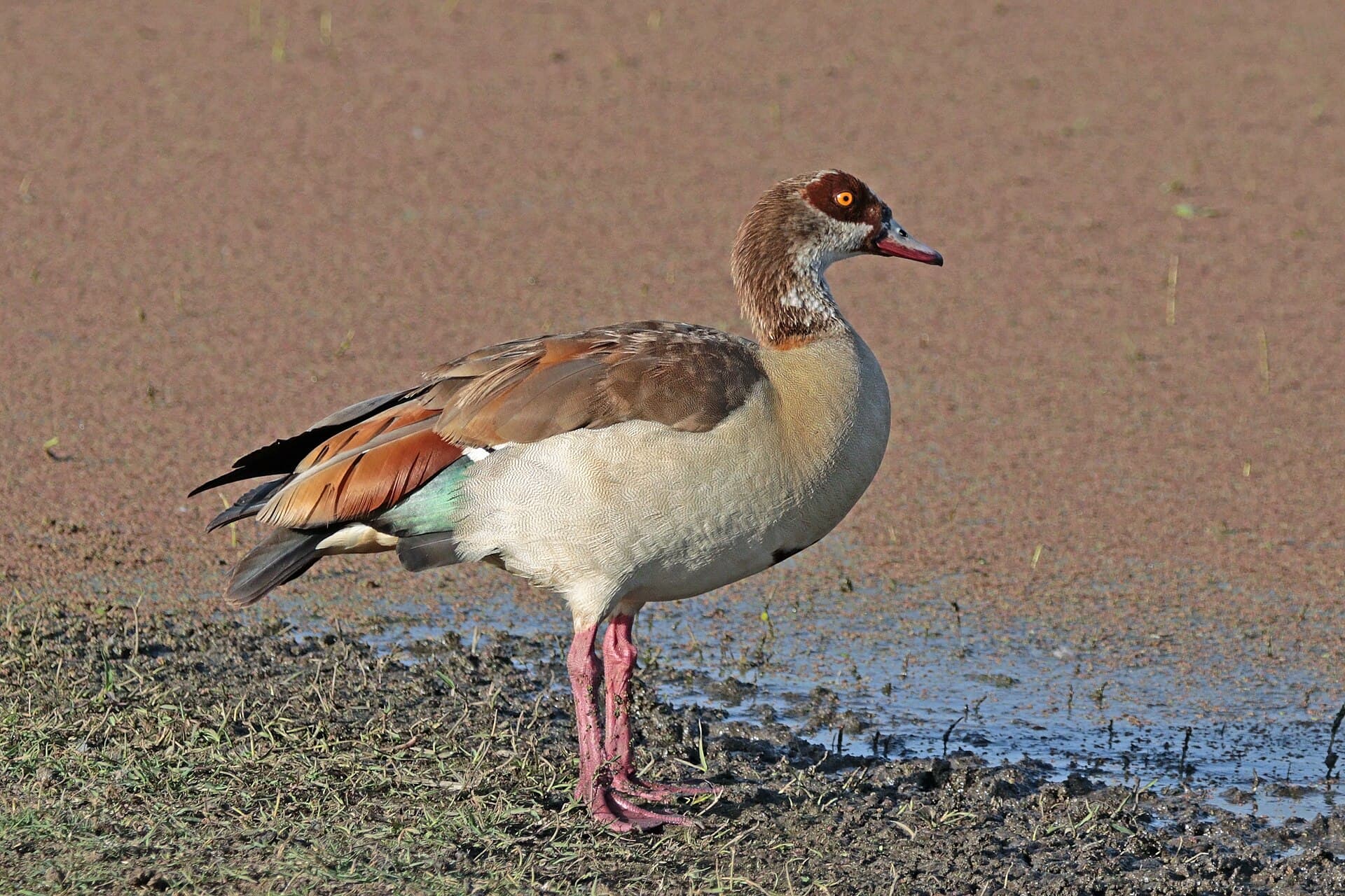 Nijlgans (Alopochen aegyptiaca) - Egyptian Goose (Alopochen aegyptiaca), Lake Ziway, Ethiopia