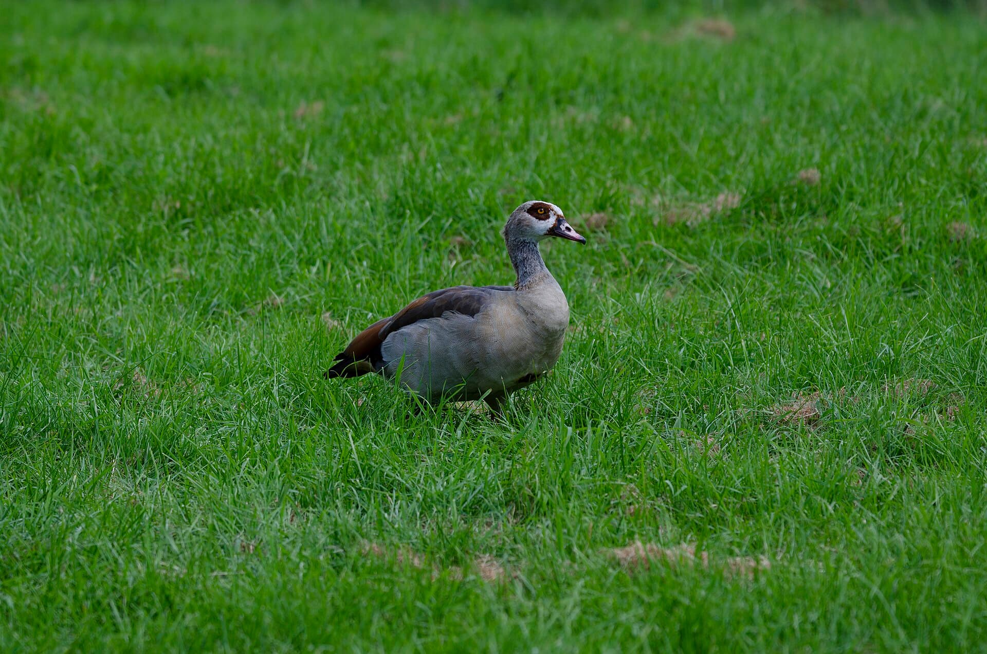 Nijlgans (Alopochen aegyptiaca) - Egyptian Goose Urzig Mosel jun 2018 (6)