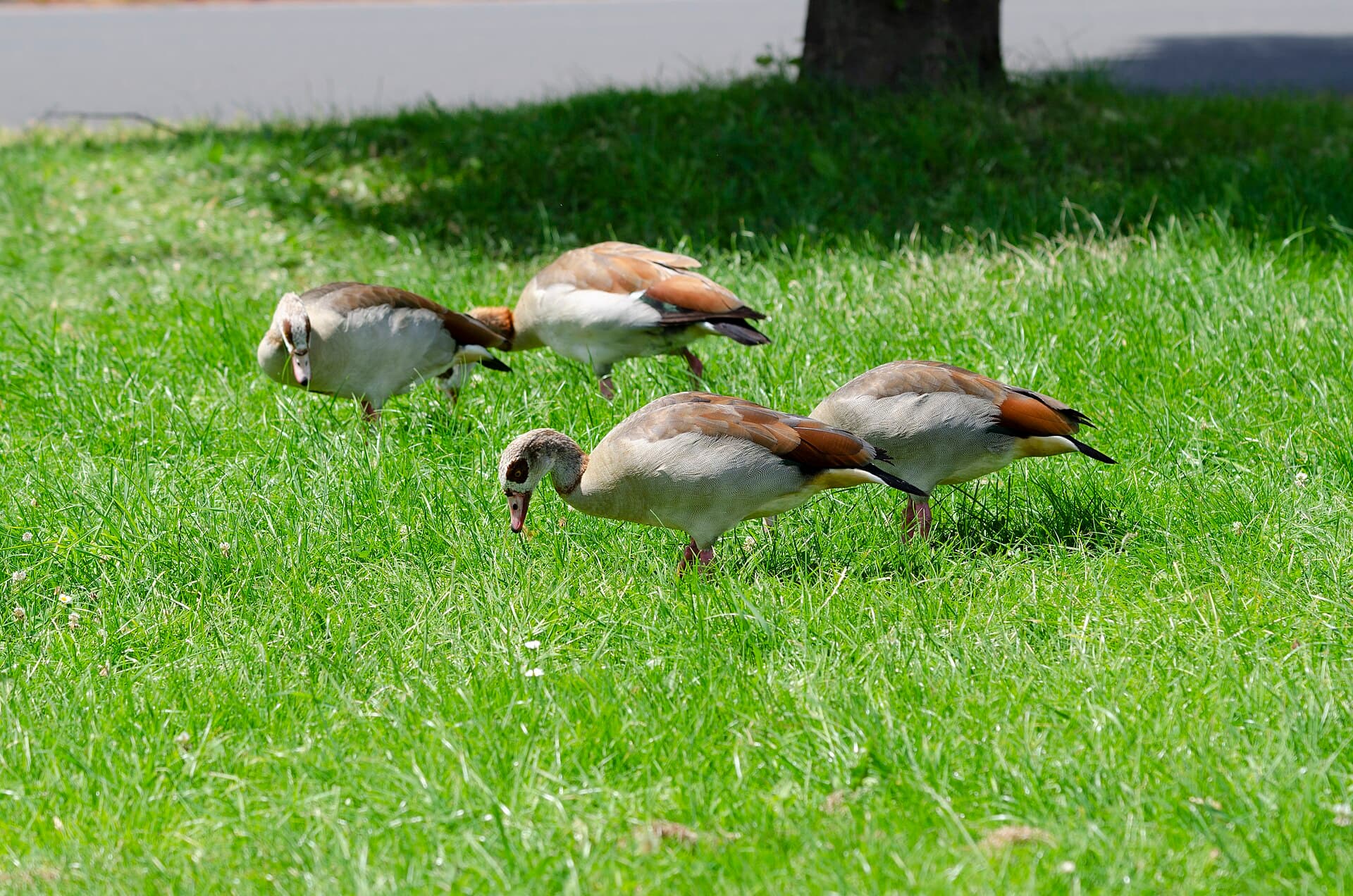 Nijlgans (Alopochen aegyptiaca) - Egyptian Goose Urzig Mosel jun 2018 (13)