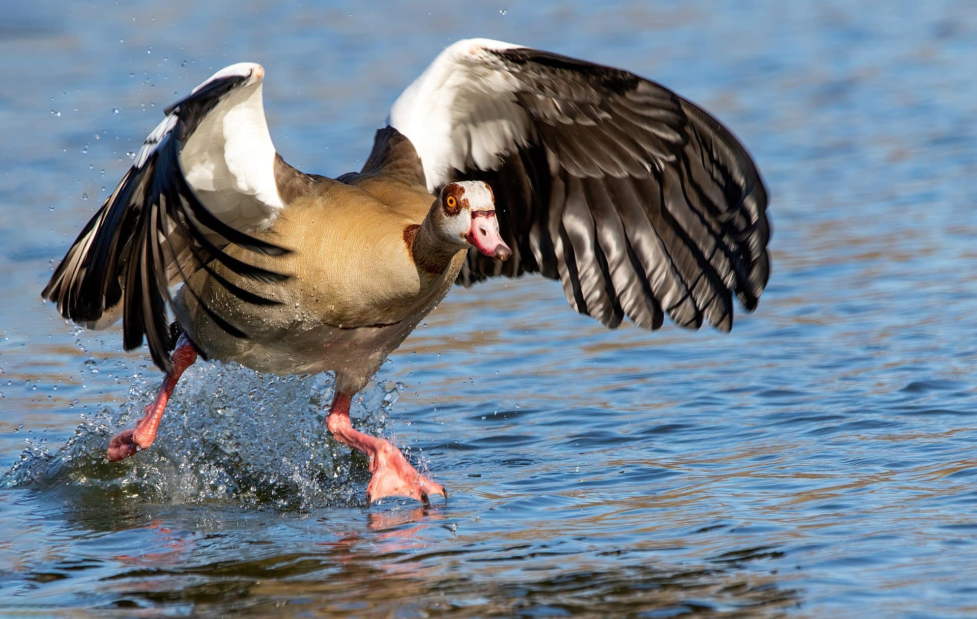 Nijlgans (Alopochen aegyptiaca) - Egyptian goose (Alopochen aegyptiaca) taking off