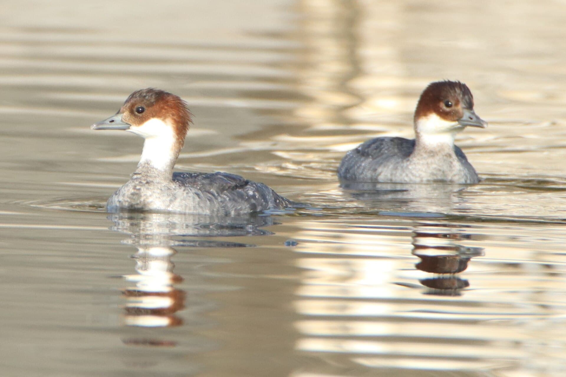 nonnetje (Mergellus albellus) - Mergellus albellus (female)