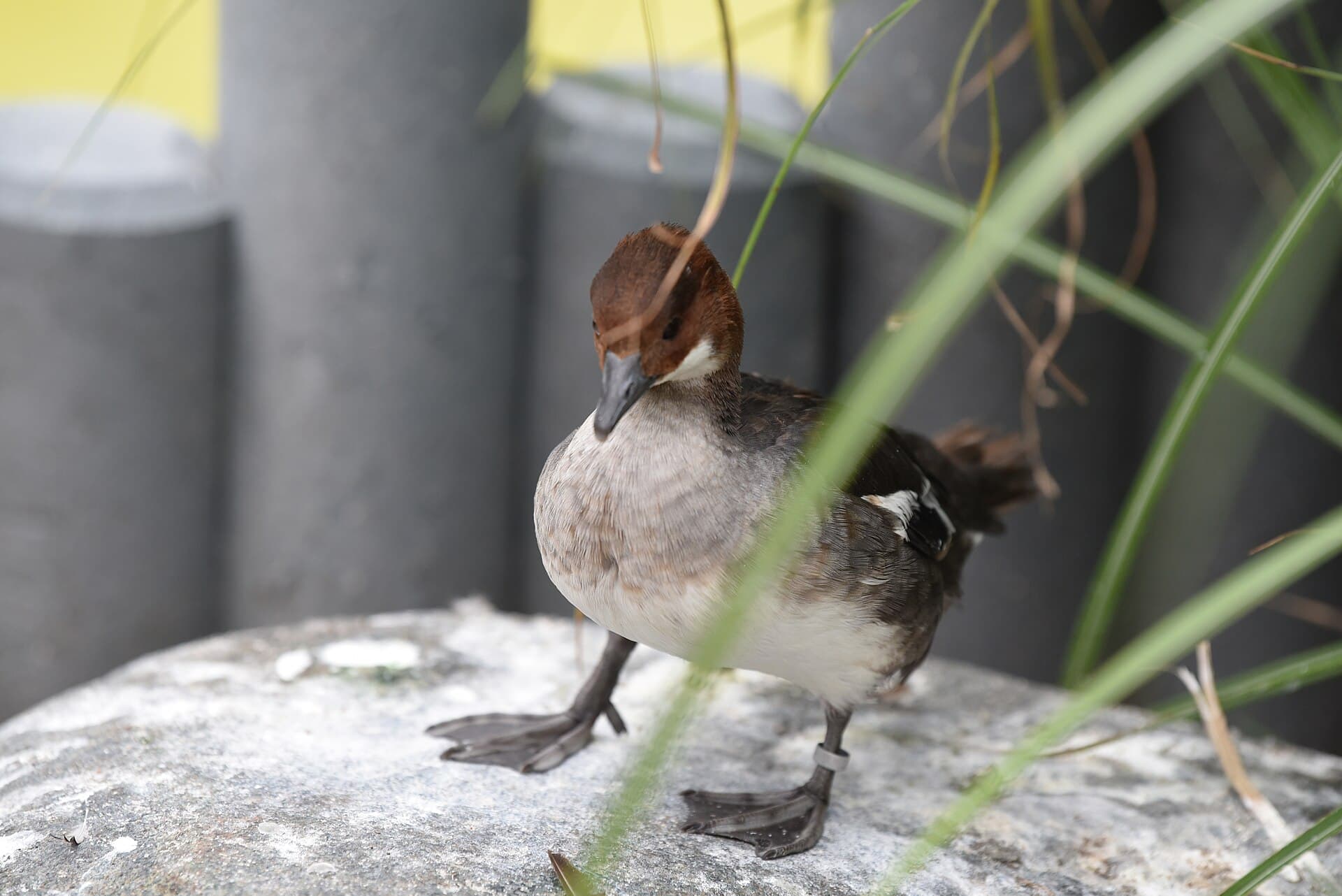 nonnetje (Mergellus albellus) - HD Zwergsager 1