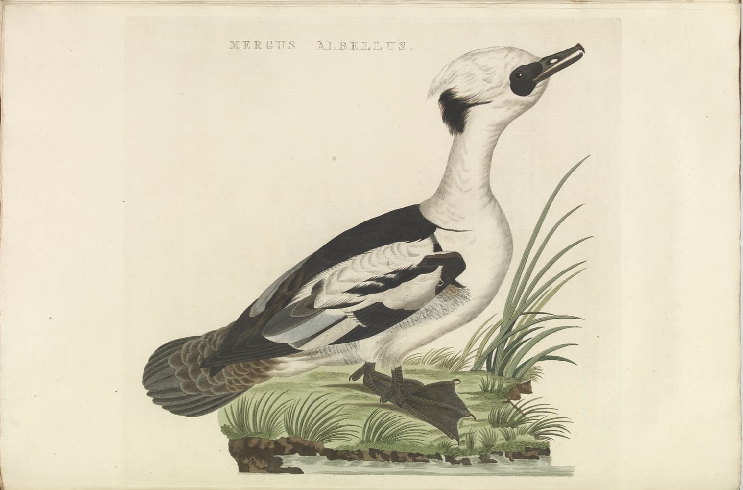 nonnetje (Mergellus albellus) - Smew (Male) from Nederlandsche vogelen (Dutch birds) by Nozeman and Sepp (1770-1829)