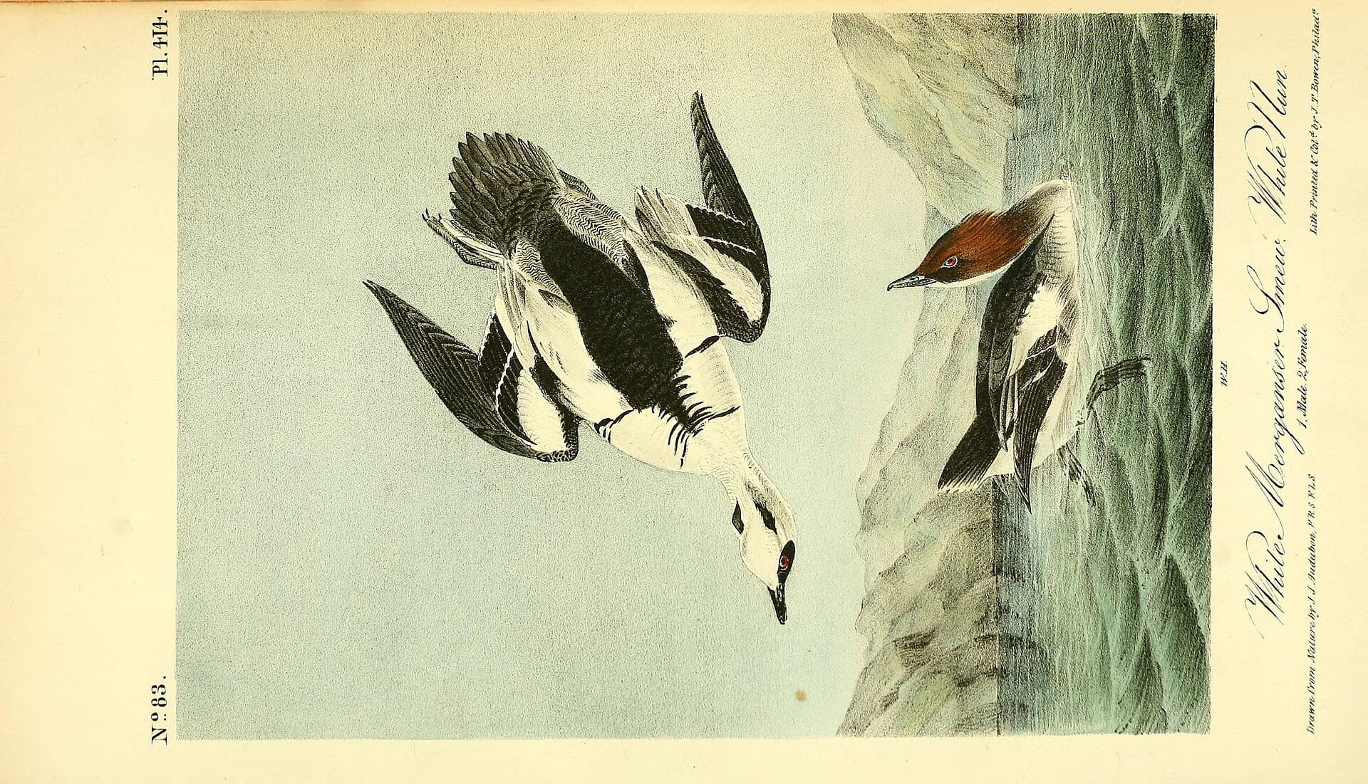 nonnetje (Mergellus albellus) - The birds of America (Pl. 414) (8592760292)