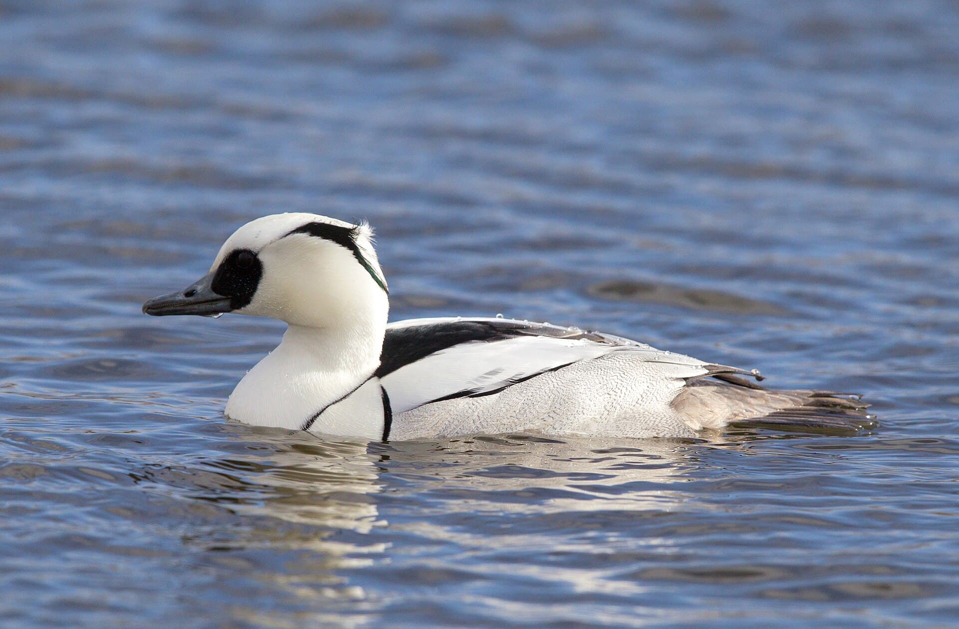 nonnetje (Mergellus albellus) - Mergellus albellus, Zevenhuizen, Texel, Netherlands 1