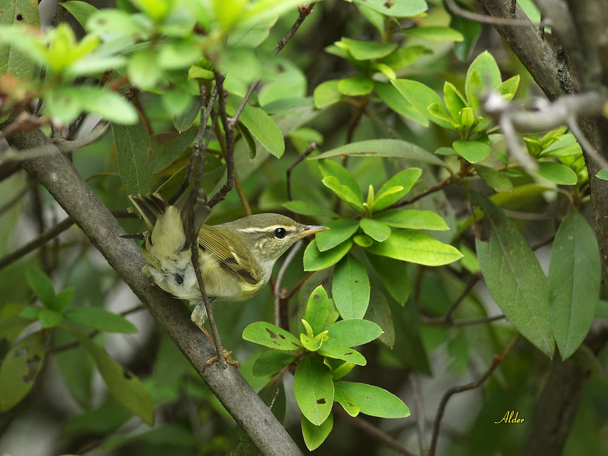 Noordse Boszanger (Phylloscopus borealis) - Arctic Warbler 4679